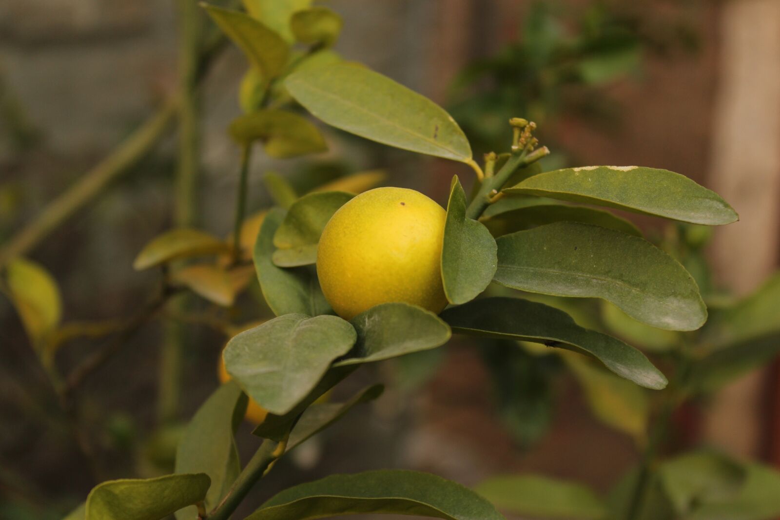 Canon EOS 650D (EOS Rebel T4i / EOS Kiss X6i) sample photo. Lemon, citrus, lemon plant photography