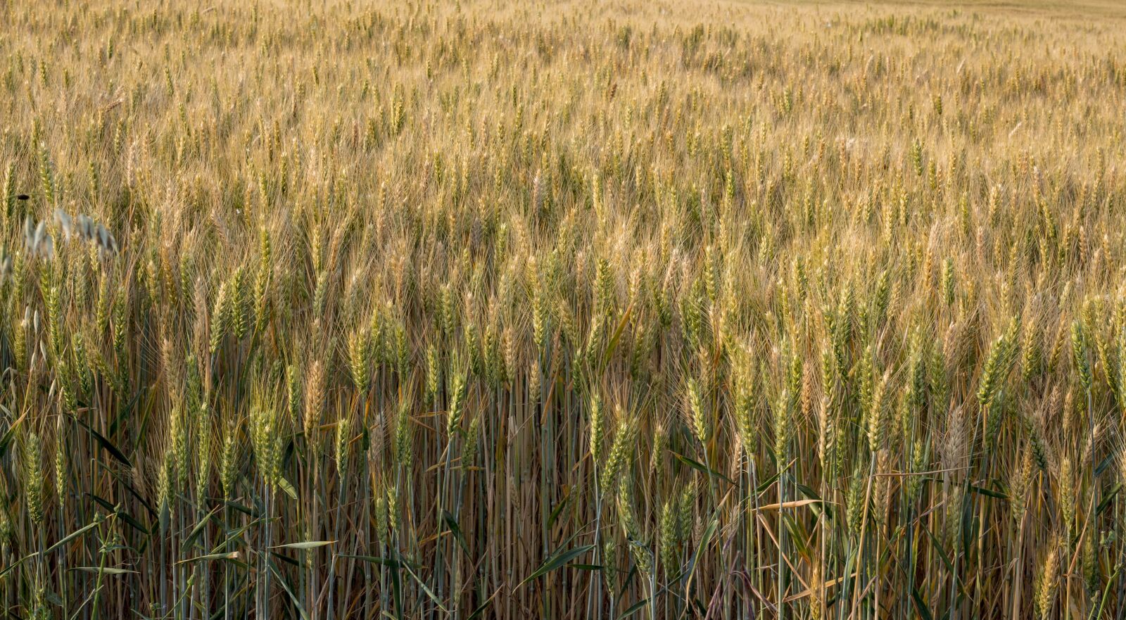 Canon EOS 60D + Canon EF 50mm F1.8 STM sample photo. Wheat, field, cereal photography