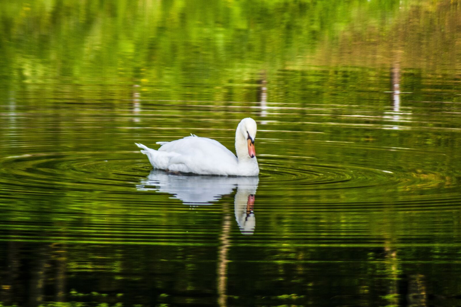 Nikon D5200 sample photo. Lake, water, swan photography