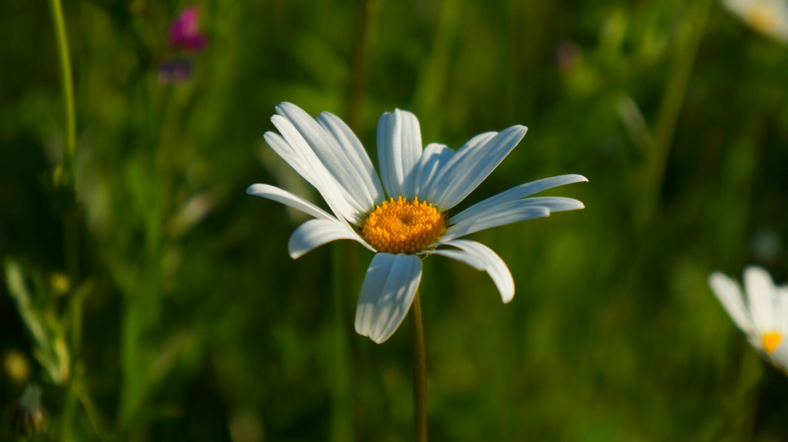 Sony Alpha a3000 + Sony E 18-55mm F3.5-5.6 OSS sample photo. Nature, plants, daisy photography