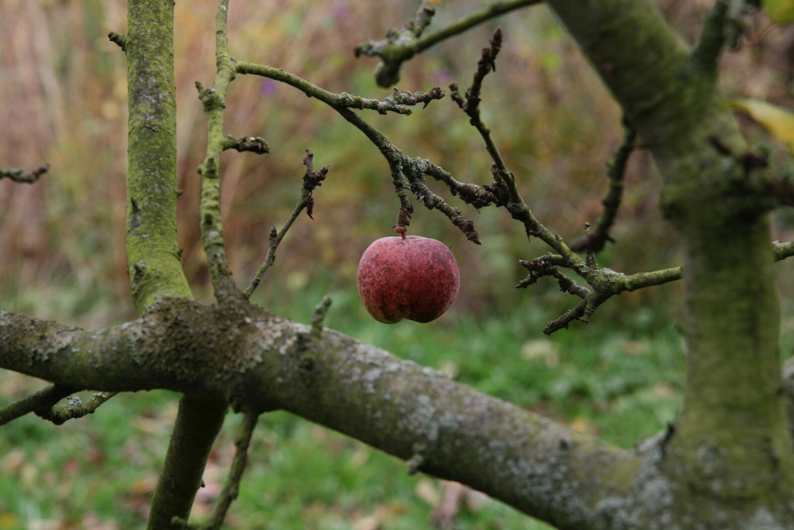 Canon EOS 400D (EOS Digital Rebel XTi / EOS Kiss Digital X) sample photo. Autumn, apple, fruit photography