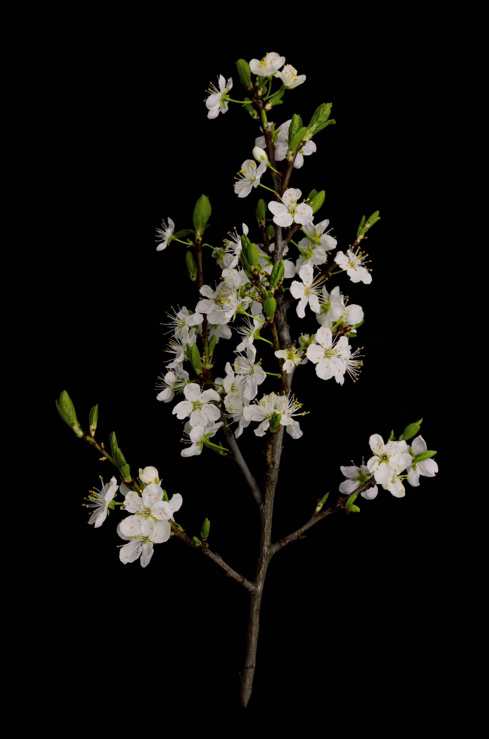Nikon D7000 sample photo. Flowering crabapple, branch, nature photography
