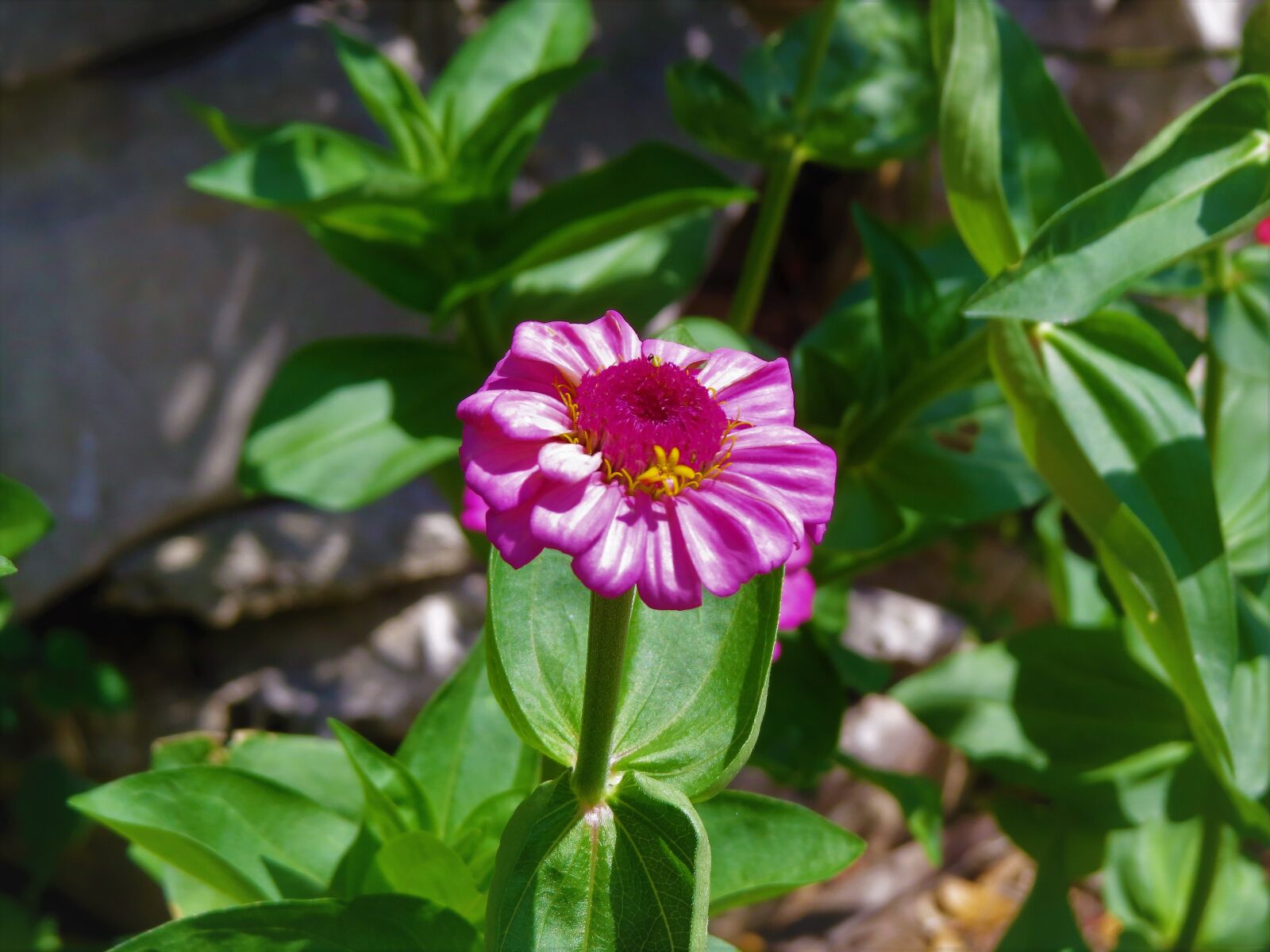 Canon PowerShot SX50 HS sample photo. Flower, pink, yellow photography