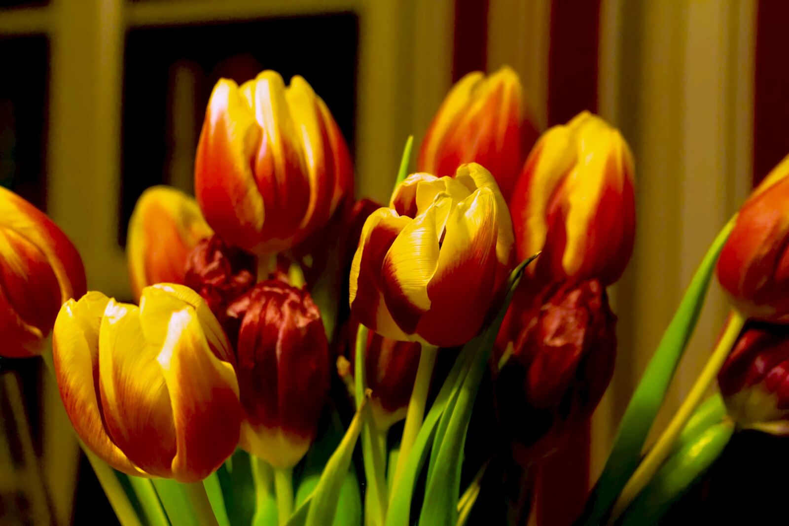 Canon EOS 700D (EOS Rebel T5i / EOS Kiss X7i) sample photo. Tulips, spring, strauss photography