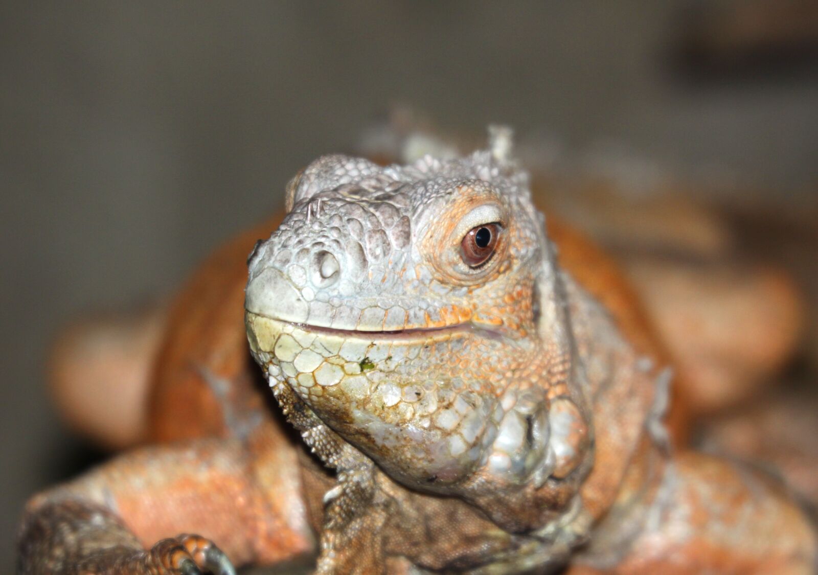 Canon EOS 50D sample photo. Iguana, lizard, animal photography