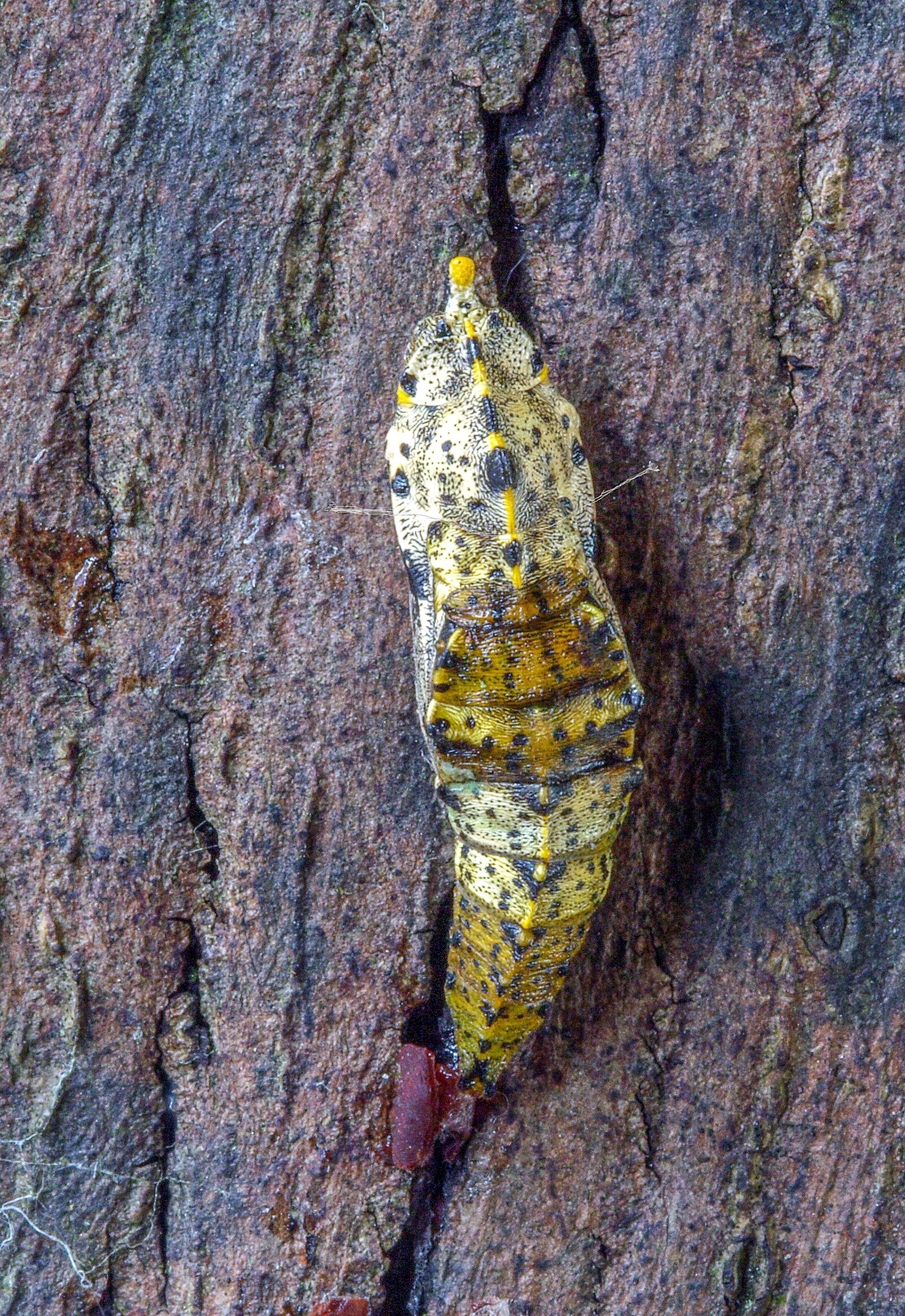 Canon EOS 350D (EOS Digital Rebel XT / EOS Kiss Digital N) sample photo. Pupa, butterfly, large white photography