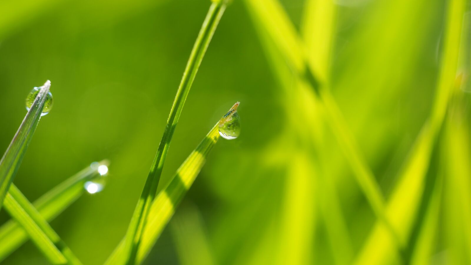 Olympus M.Zuiko Digital ED 60mm F2.8 Macro sample photo. Background, in the tall photography