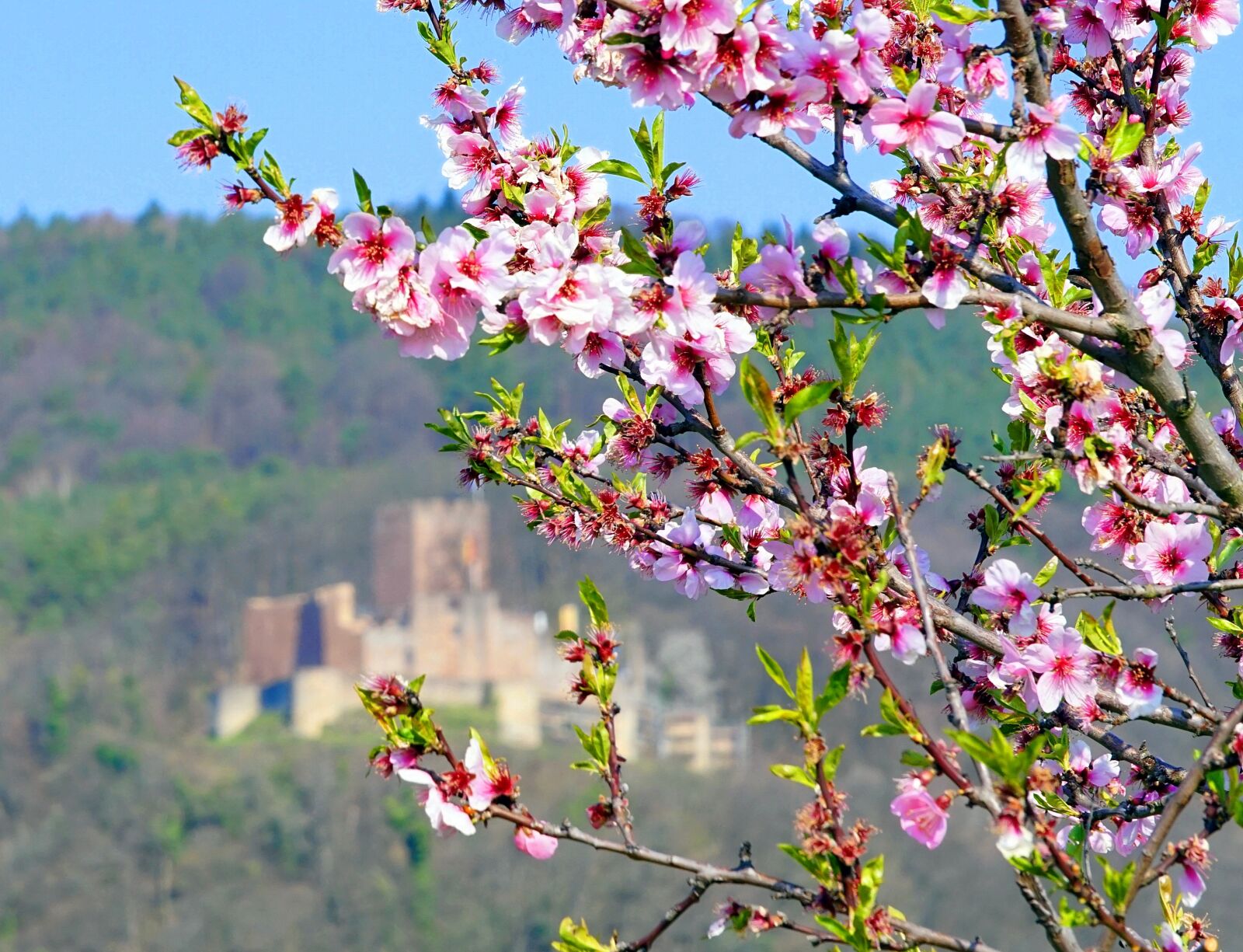 Sony Alpha a5000 (ILCE 5000) + Sony E 55-210mm F4.5-6.3 OSS sample photo. Almond tree, blossom, bloom photography