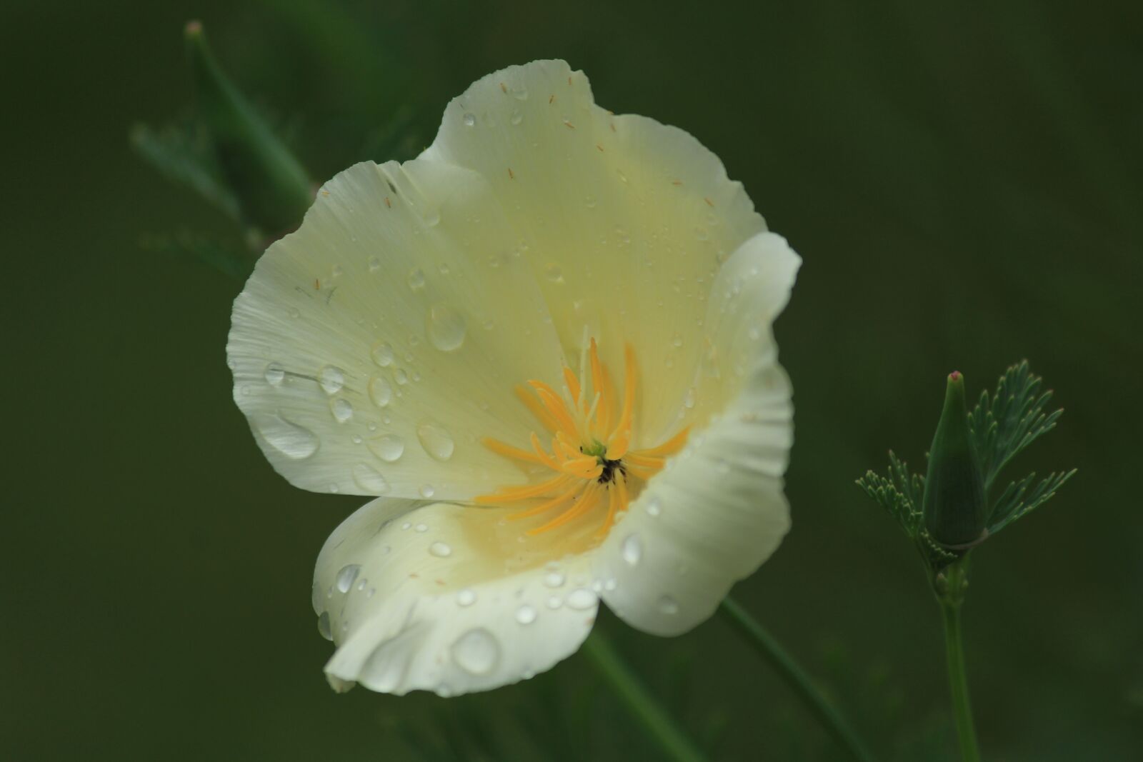 Canon EOS 1200D (EOS Rebel T5 / EOS Kiss X70 / EOS Hi) sample photo. Flower, dew drops, dew photography