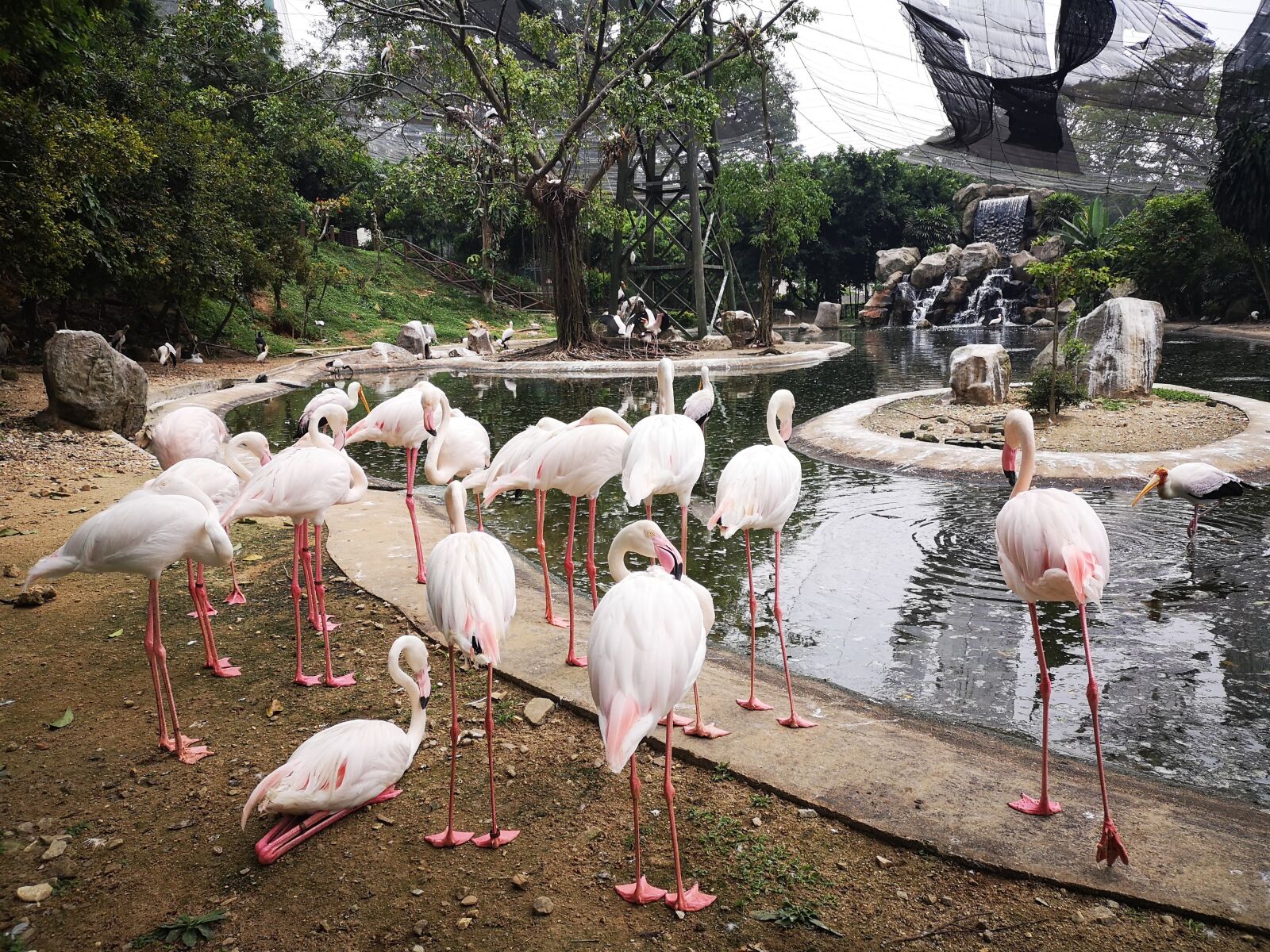 HUAWEI P20 sample photo. Flamingo, bird, animal photography