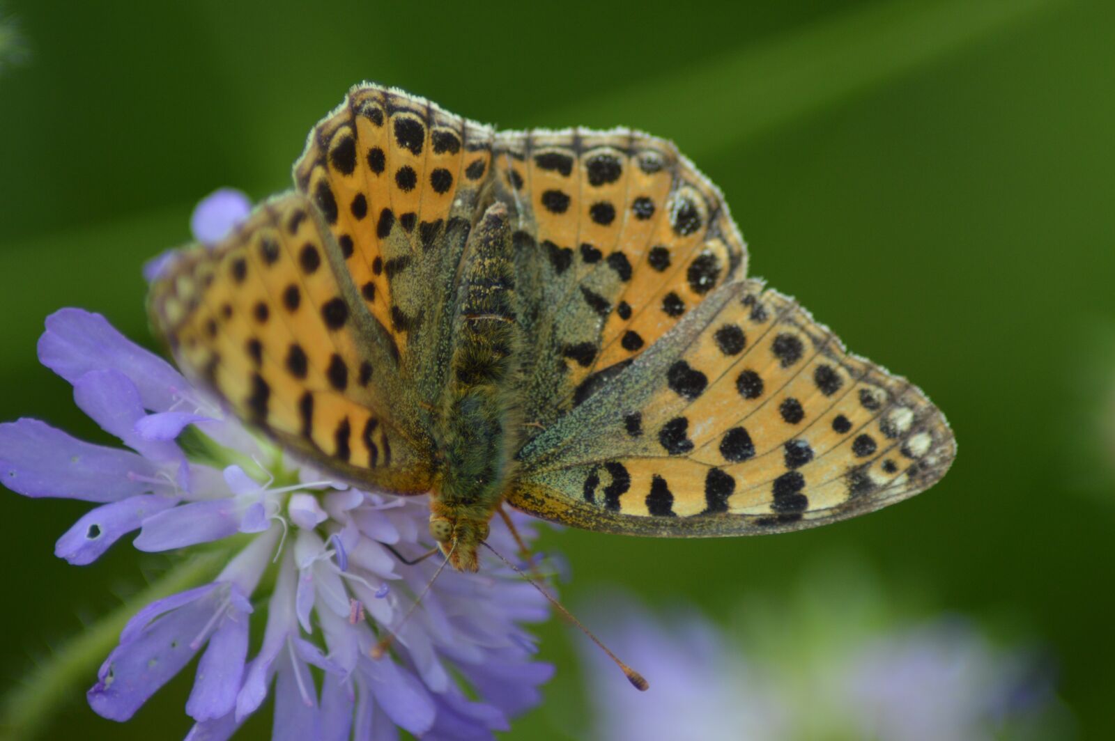 Nikon D3200 sample photo. Butterfly, admiral, edelfalter photography