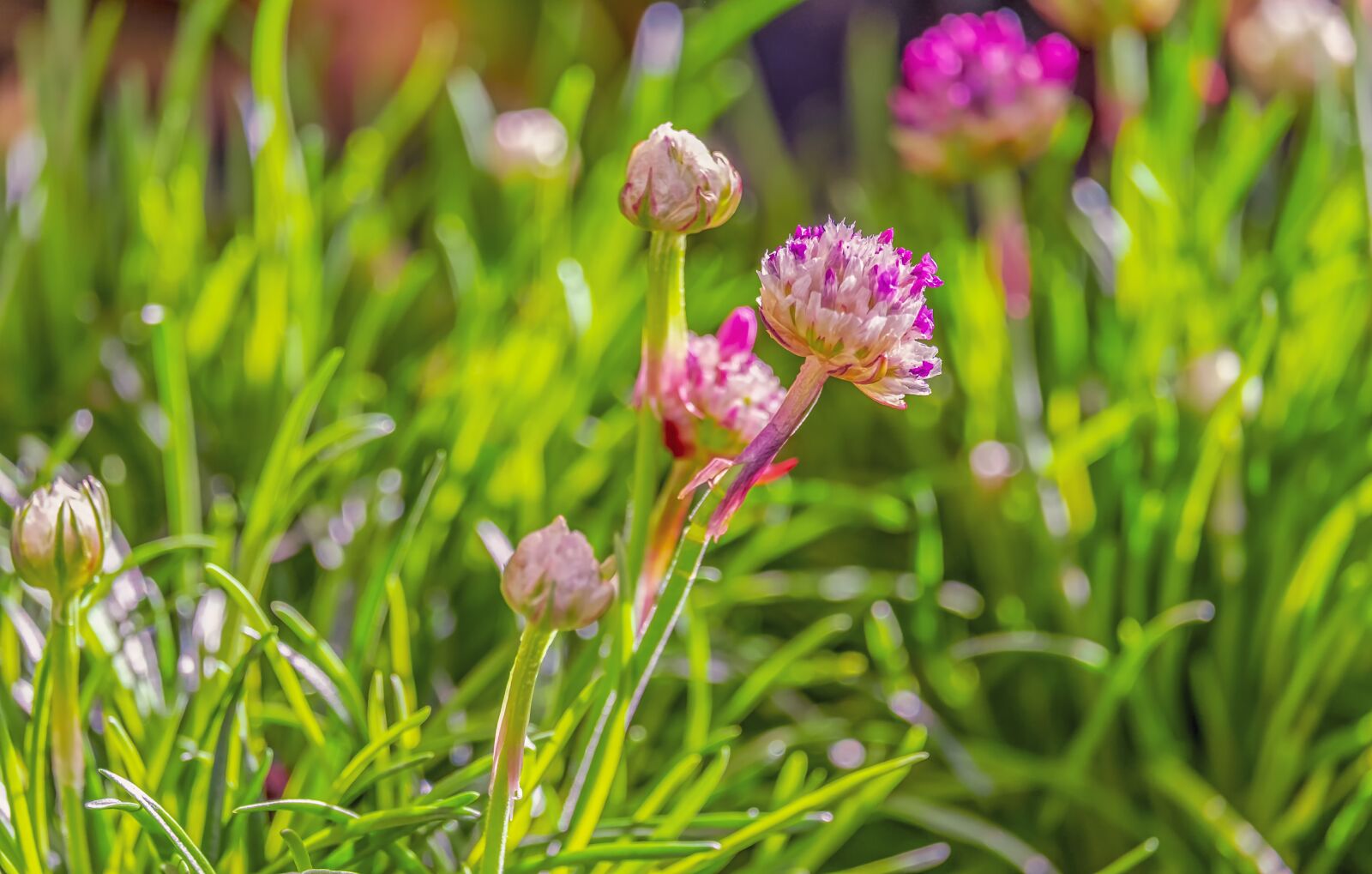 Fujifilm XF 55-200mm F3.5-4.8 R LM OIS sample photo. Chives, flowers, chive flowers photography