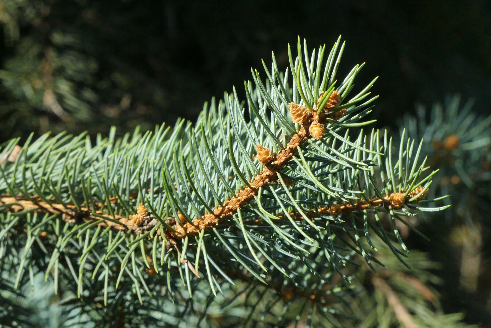 Panasonic Lumix DMC-FZ300 sample photo. Nature, autumn, closeup photography