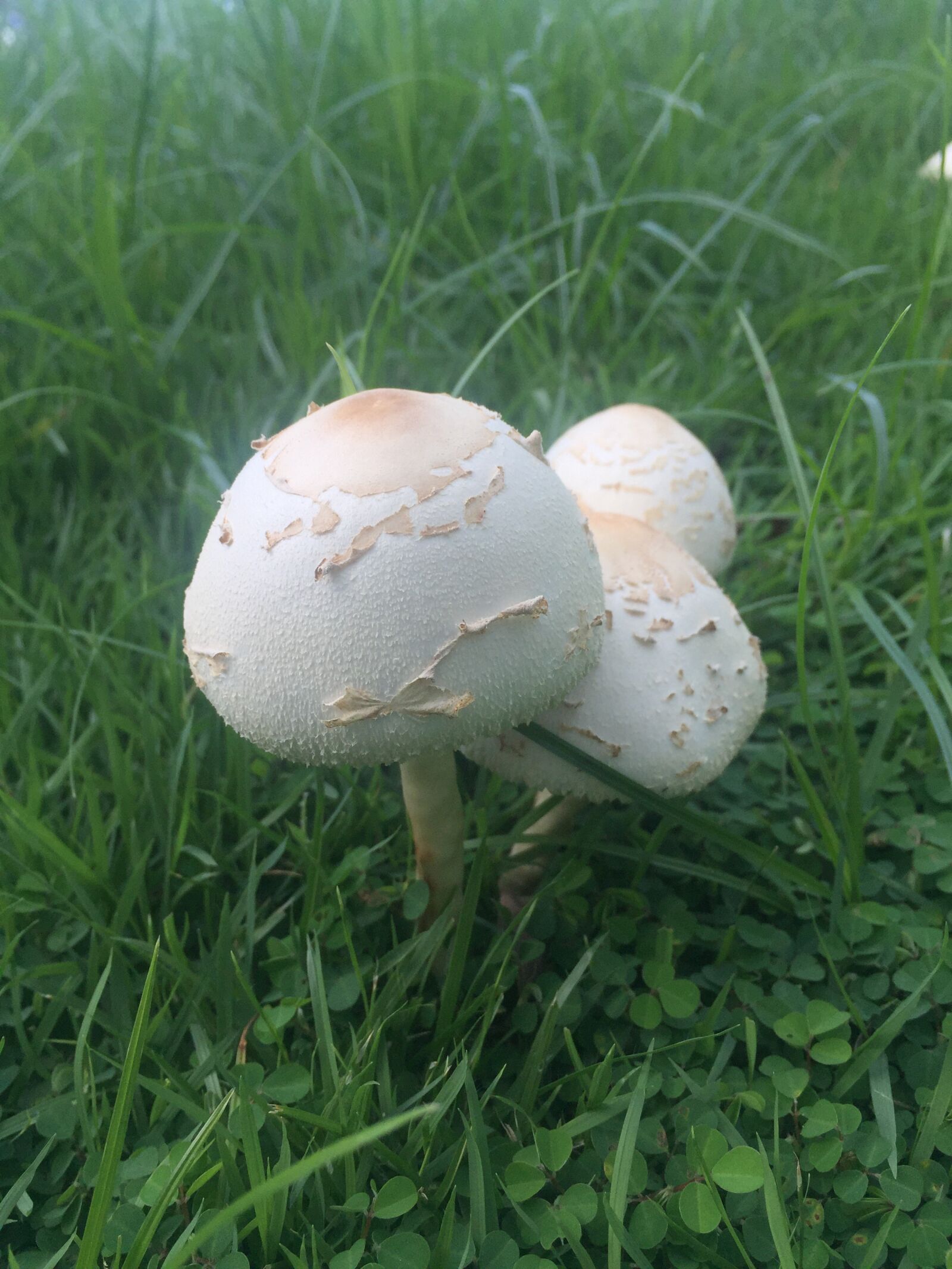 iPhone 6 back camera 4.15mm f/2.2 sample photo. Fungi, mushroom, nature photography