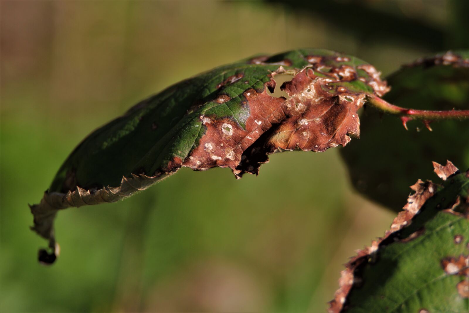 Canon EOS 7D sample photo. Leaves, withered, spring photography