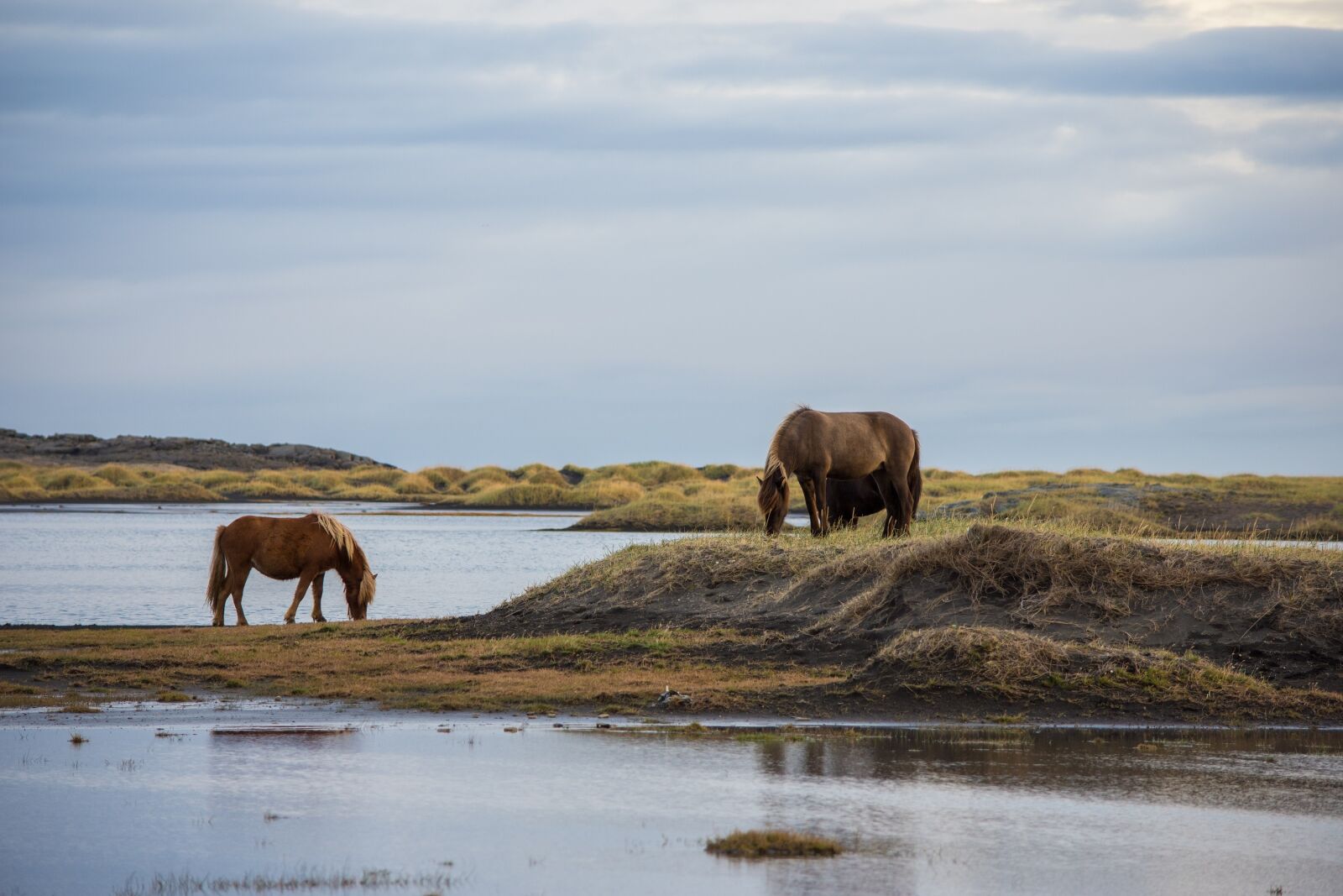 Nikon D7200 sample photo. Horses, grazing, panorama photography