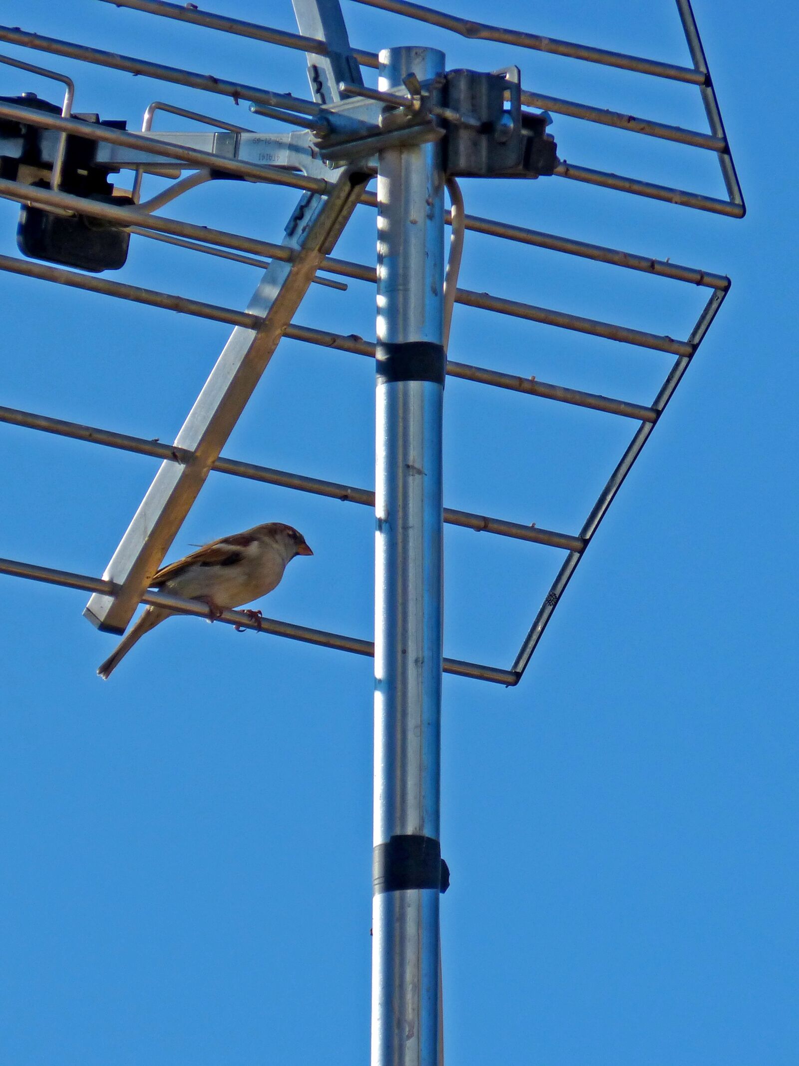 Panasonic DMC-FZ62 sample photo. Sparrow, antenna, sky photography