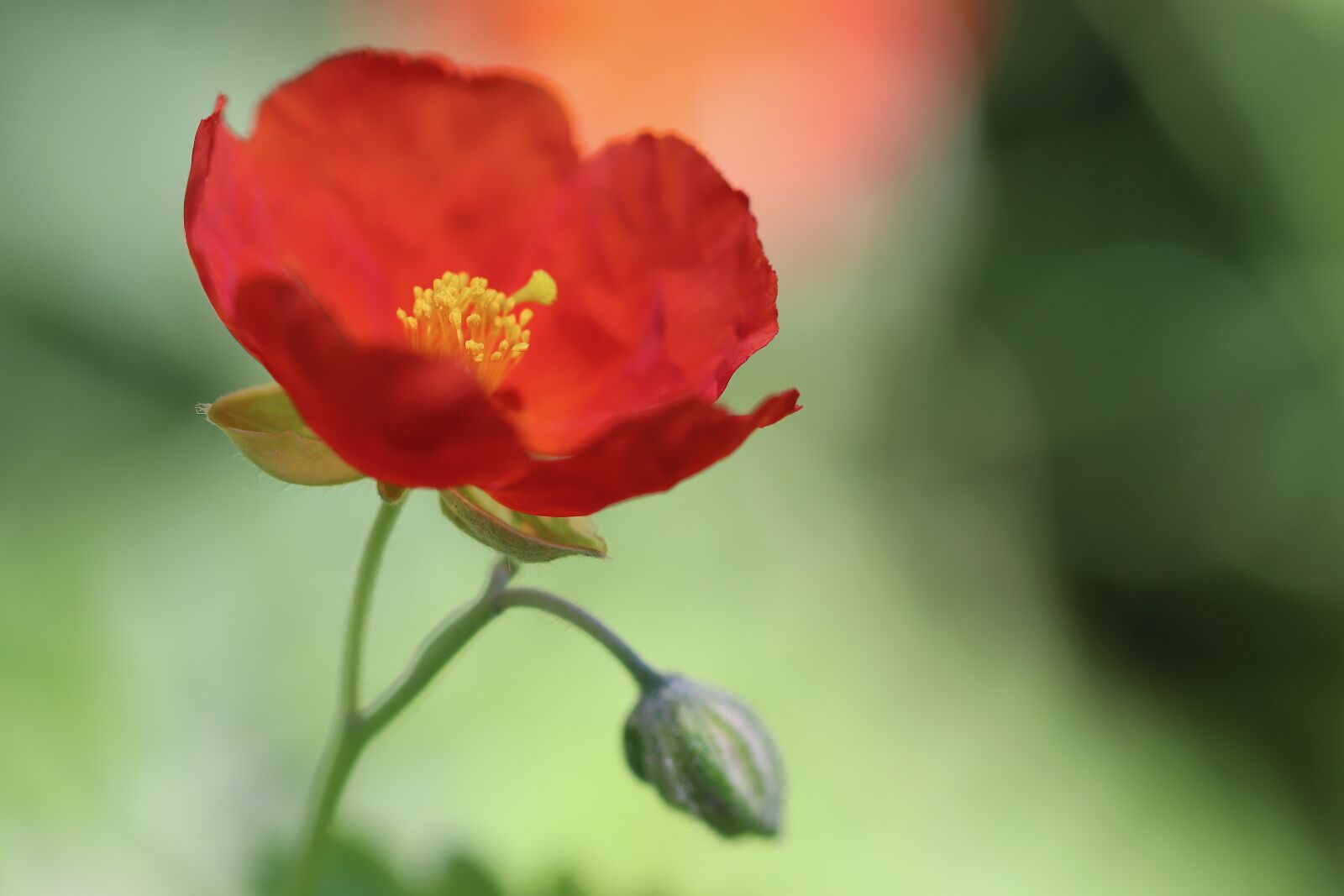 Canon EOS 800D (EOS Rebel T7i / EOS Kiss X9i) + Canon EF 100mm F2.8L Macro IS USM sample photo. Brown, blossom, bloom photography