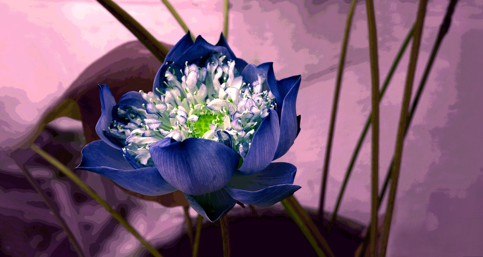 Sony Alpha NEX-F3 + Sony E 18-55mm F3.5-5.6 OSS sample photo. Flower, decorate, background photography