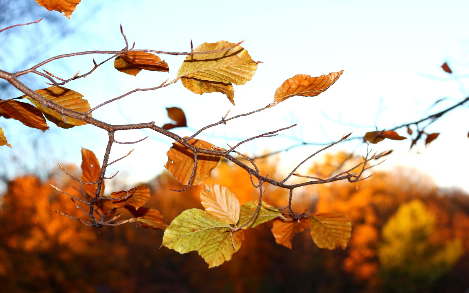 Canon EOS 60D + Canon EF 50mm F1.8 II sample photo. Autumn, foliage, po kni photography