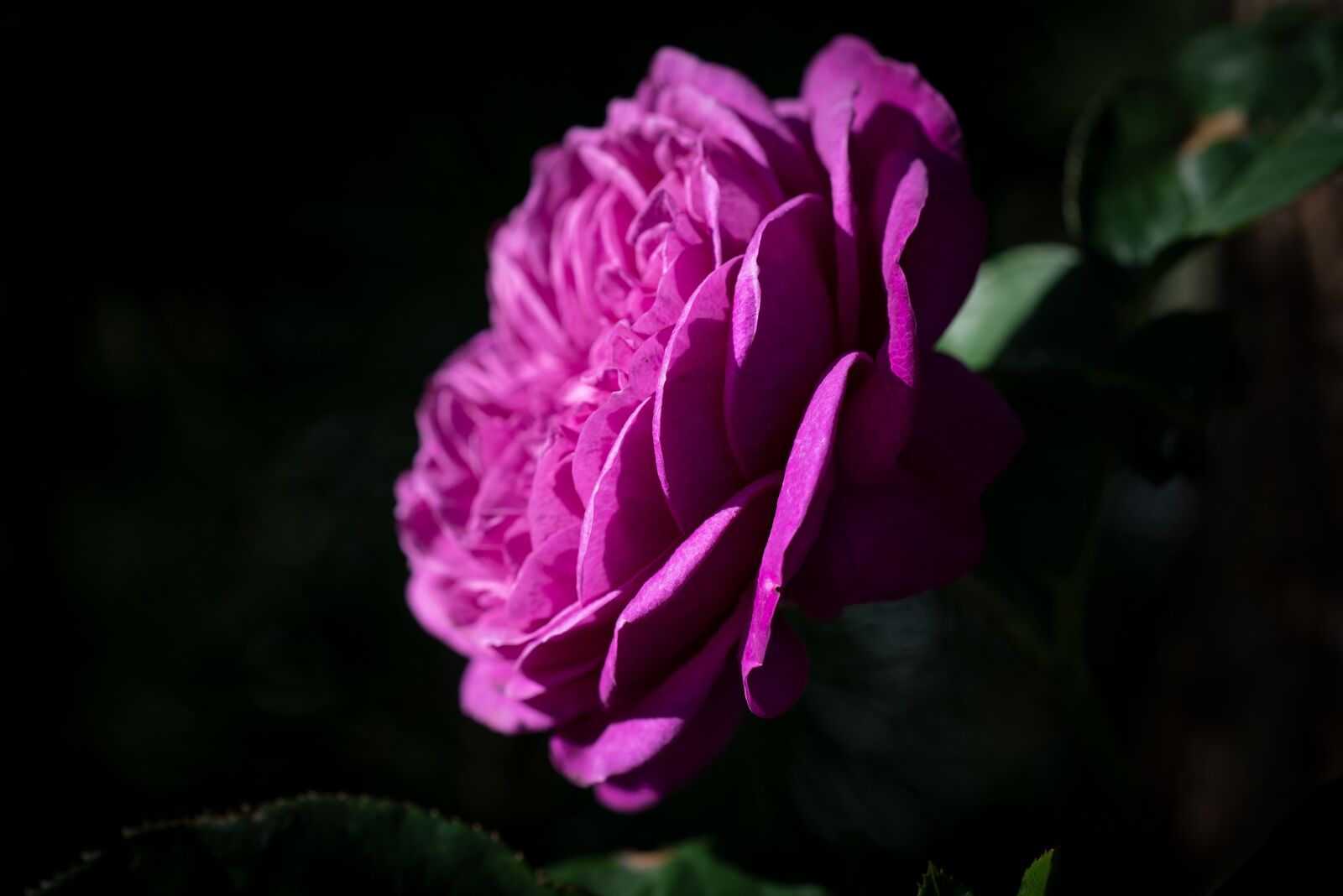 Nikon D750 sample photo. Flower, rose, blossom photography