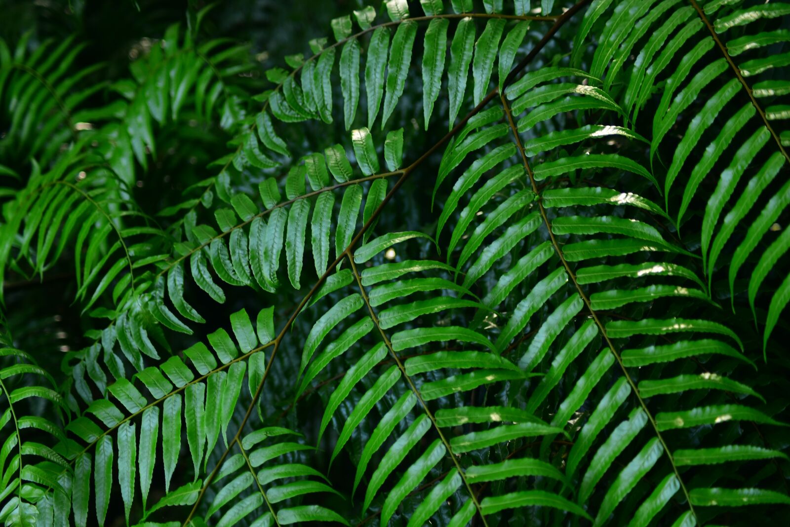 Nikon D750 sample photo. Fern, grass, plant photography