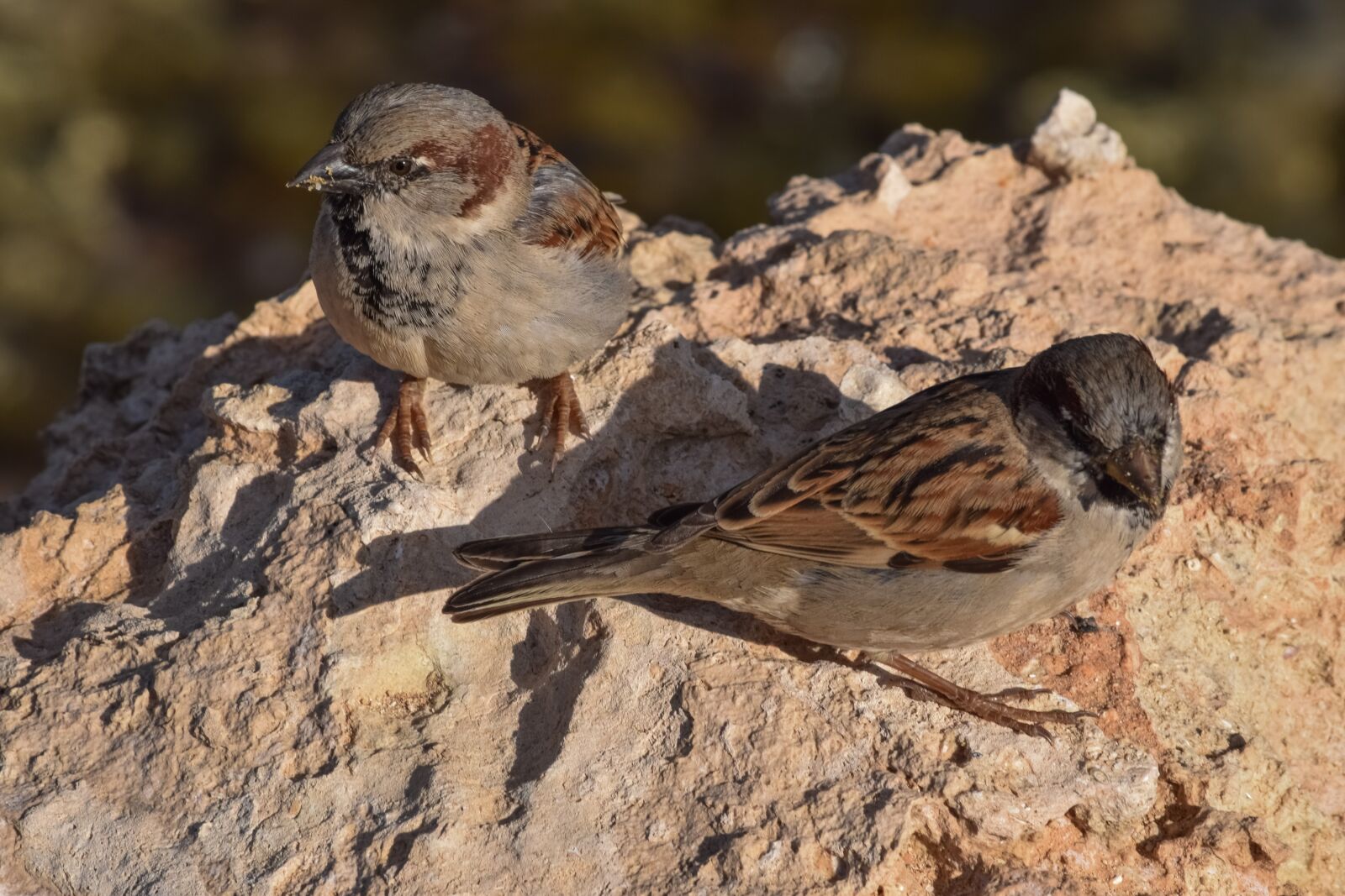 Nikon D3300 sample photo. Sparrows, nature, bird photography