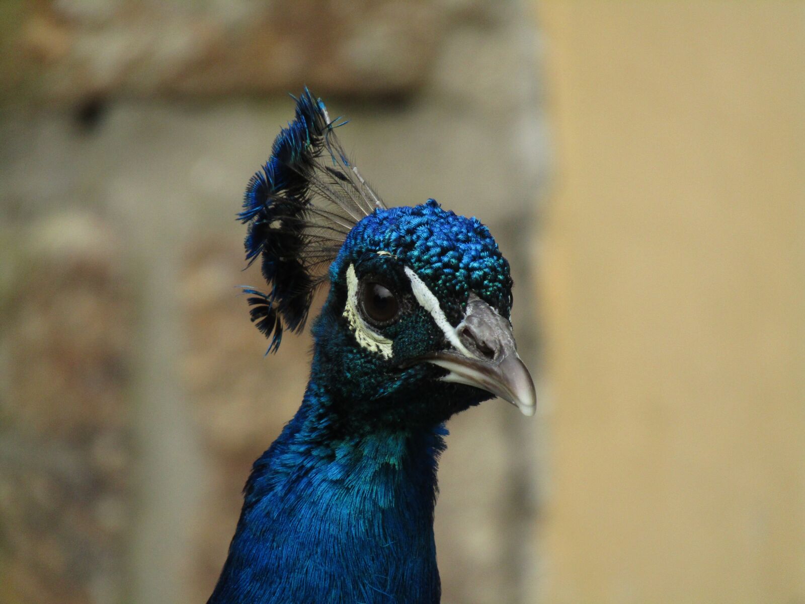 Canon PowerShot SX410 IS sample photo. Peacock, zoo, bird photography