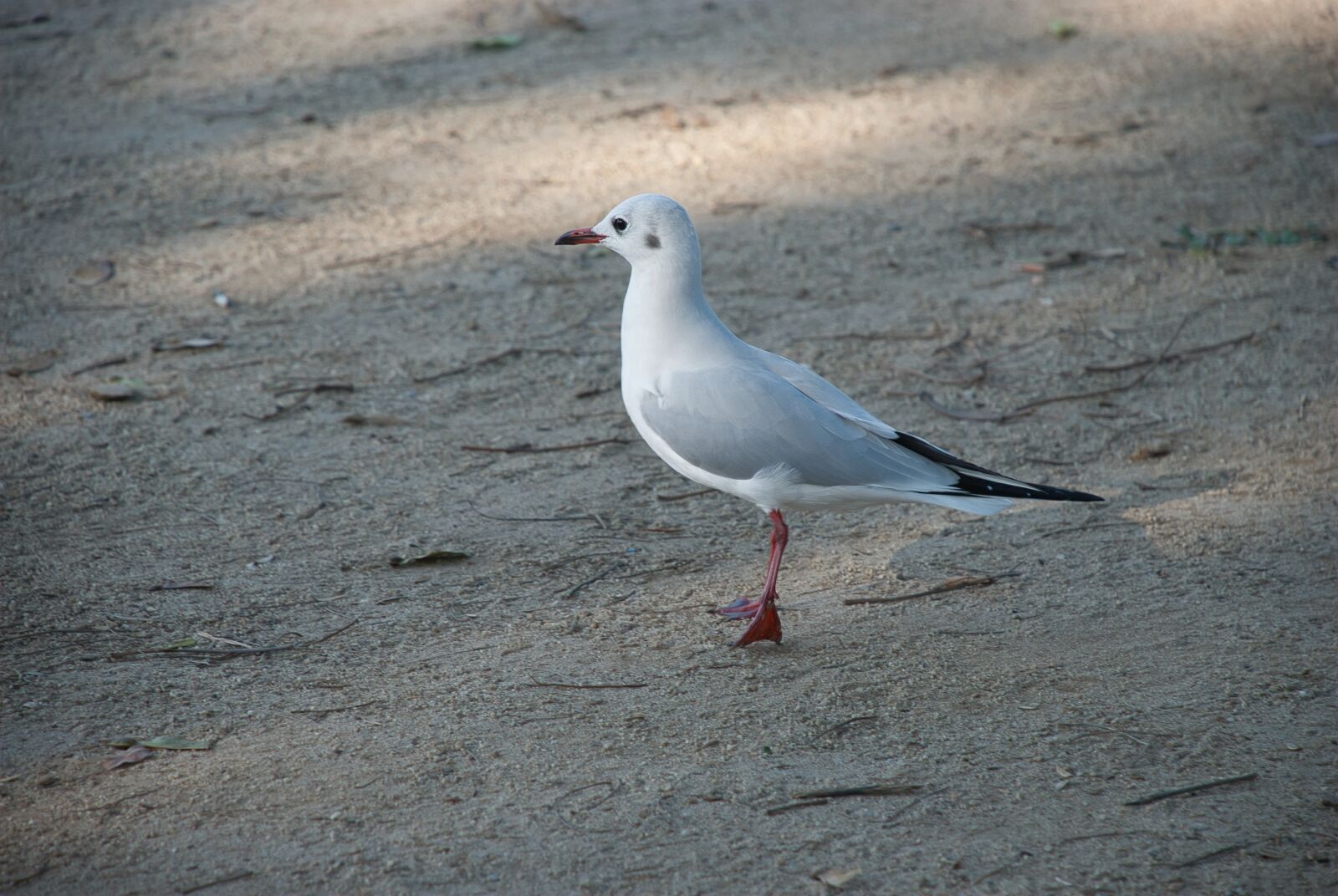 Nikon D80 sample photo. Seagull, sand, beach photography