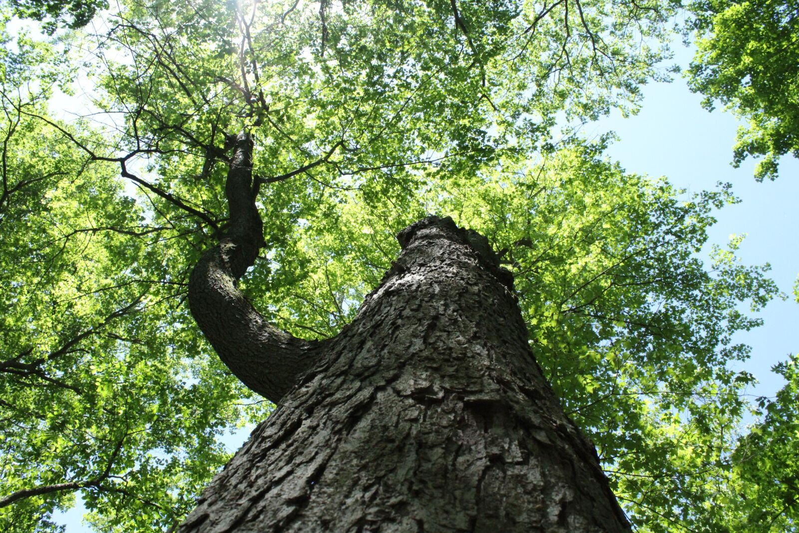 Canon EOS 1200D (EOS Rebel T5 / EOS Kiss X70 / EOS Hi) sample photo. Tree, wood, nature photography