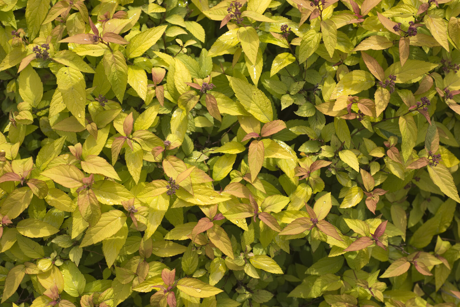 Nikon D610 + Nikon AF Nikkor 50mm F1.8D sample photo. Background, bloom, bush, color photography