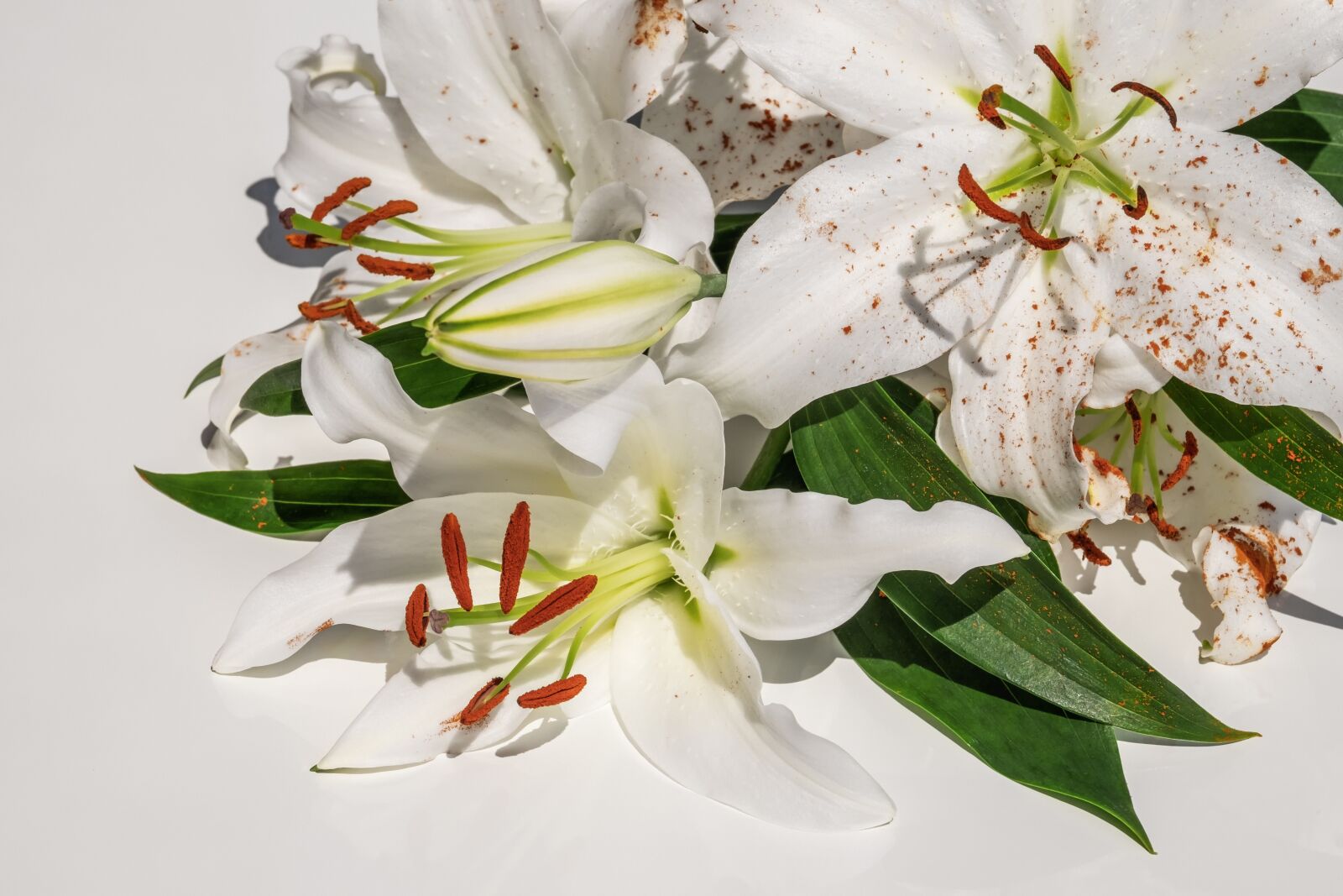 Fujifilm XF 55-200mm F3.5-4.8 R LM OIS sample photo. Lily, blossom, bloom photography