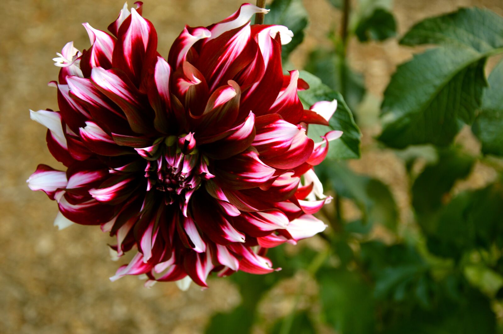 Nikon D3200 sample photo. Dahlia, flower, blossom photography