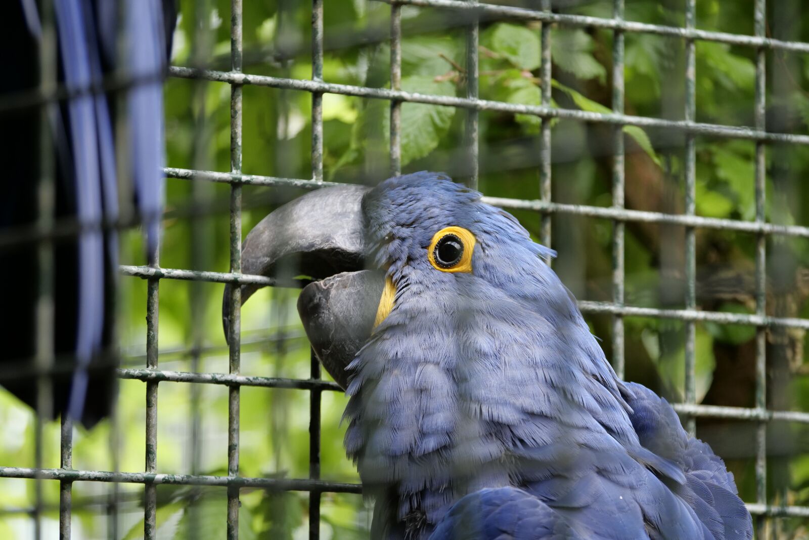 Panasonic Lumix DC-G9 sample photo. Ara, bird, parrot photography