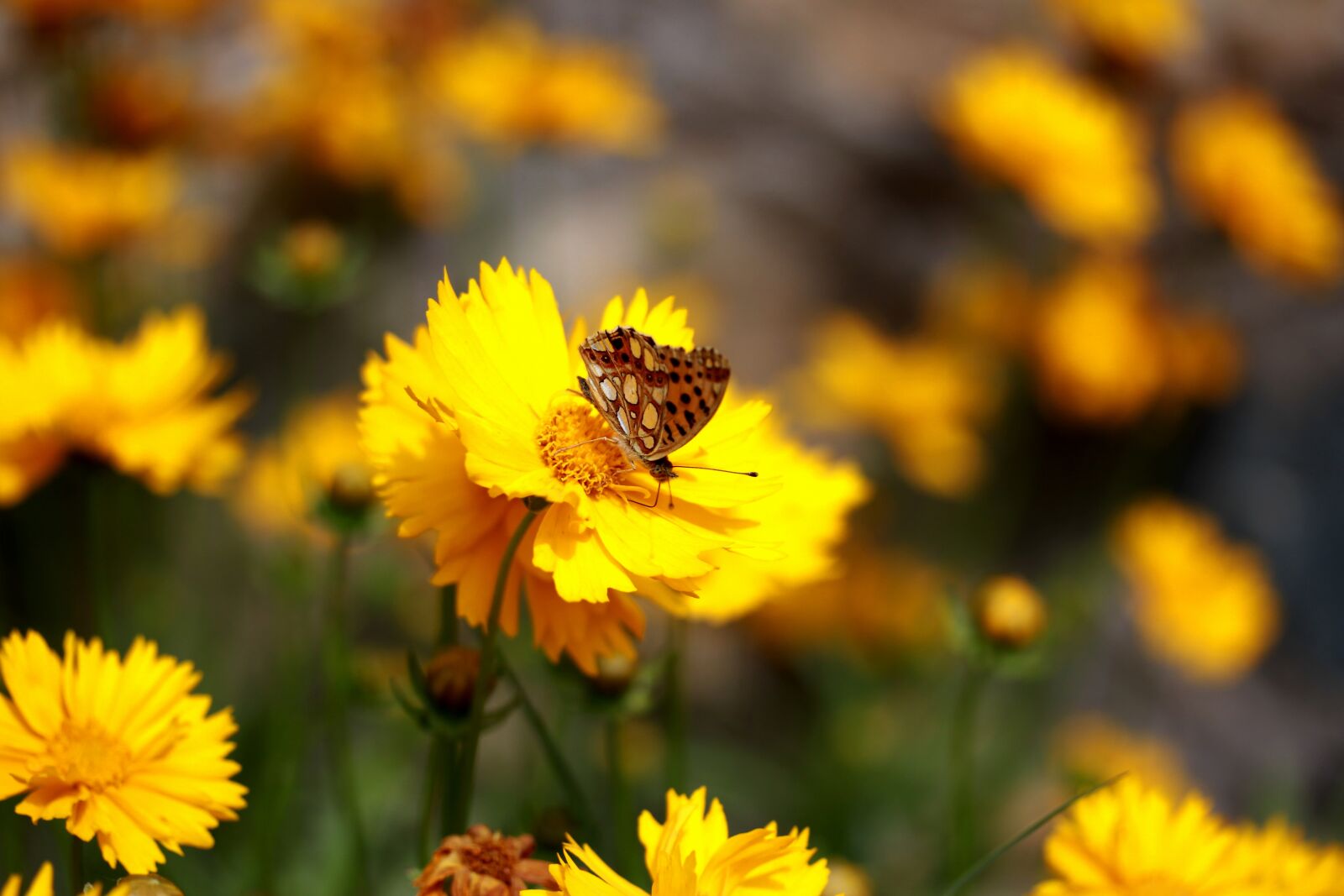 Canon EF-S 60mm F2.8 Macro USM sample photo. Butterfly, flower, yellow photography