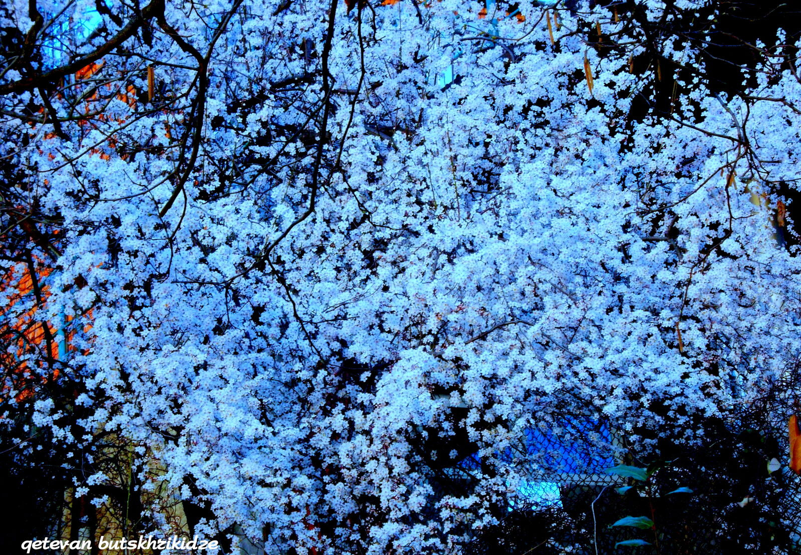 Nikon COOLPIX L25 sample photo. Flower, spring, wait, white photography
