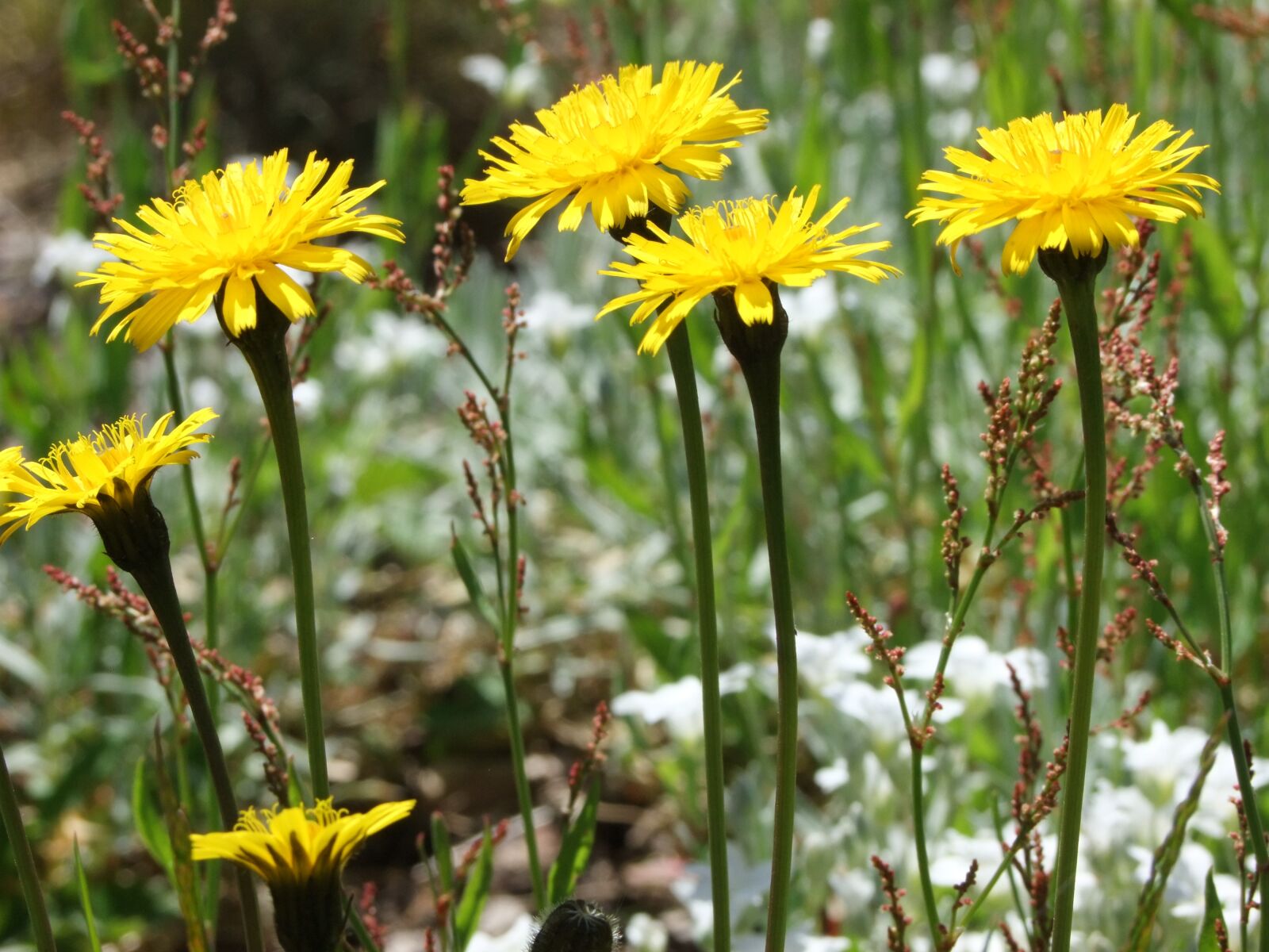 FujiFilm FinePix S200EXR (FinePix S205EXR) sample photo. Flowers, meadow, garden photography