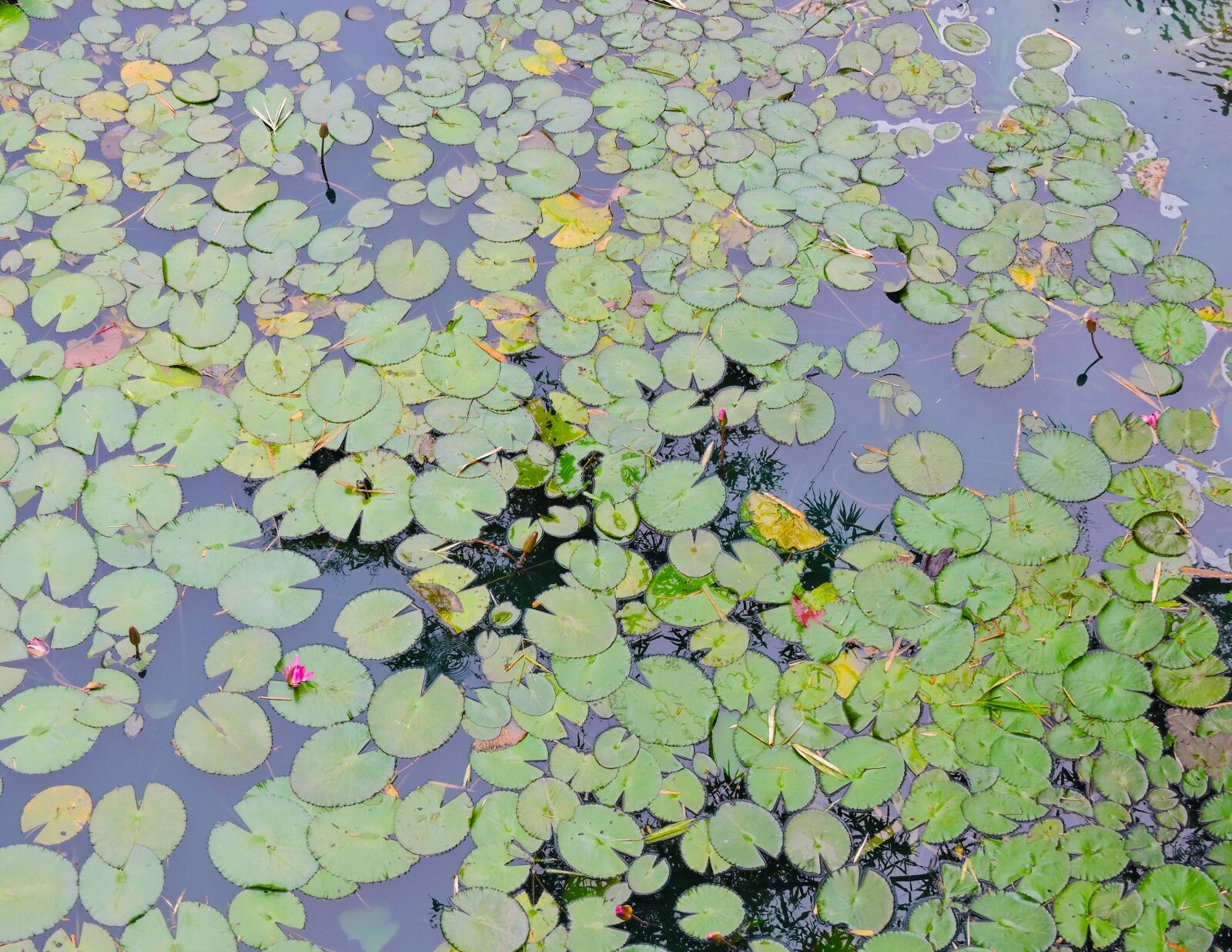 Nikon Coolpix P600 sample photo. Pond, lily pad, water photography