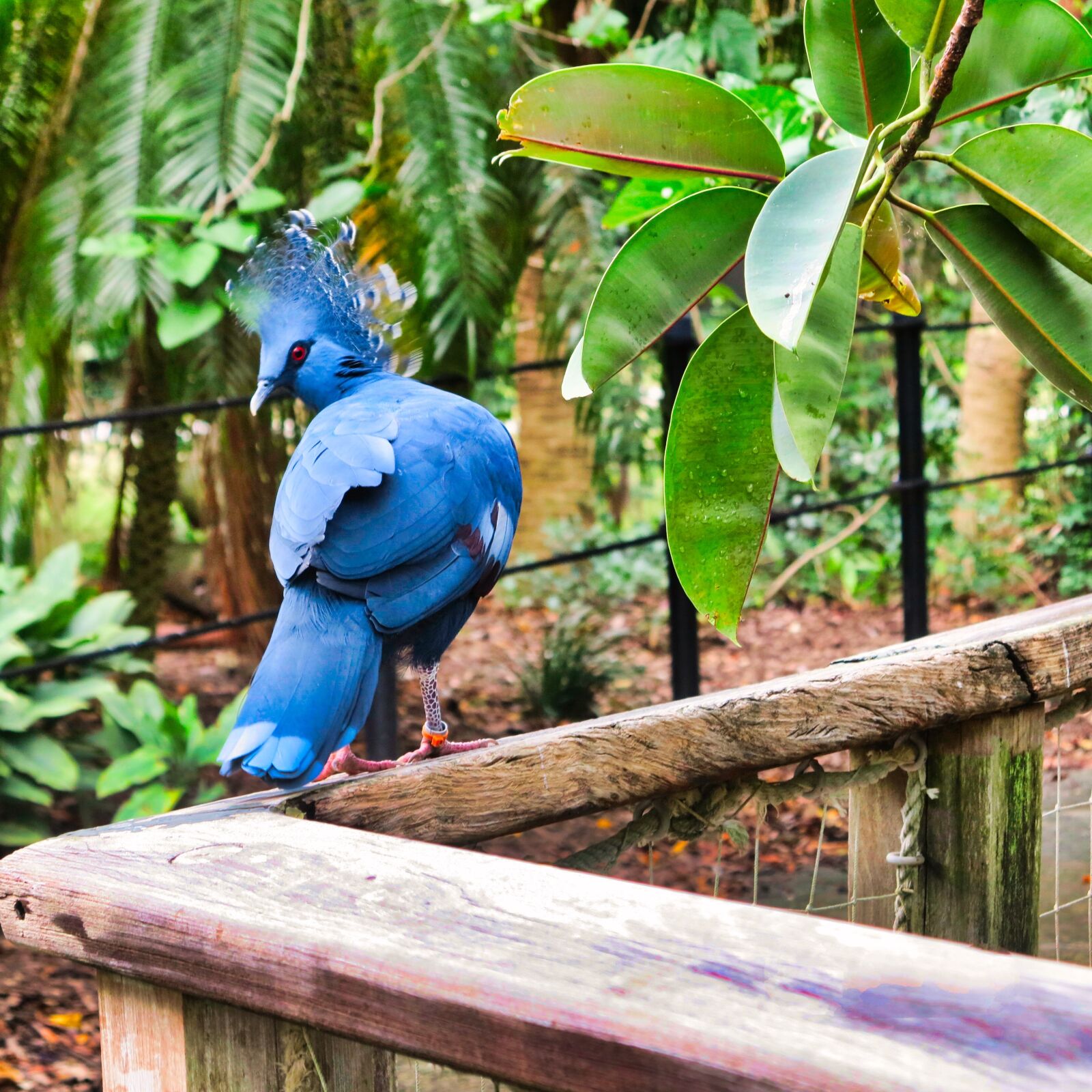 Canon PowerShot G1 X sample photo. Bird, zoo, parrot photography