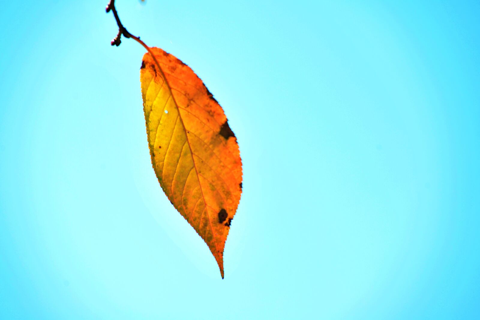 Nikon D700 sample photo. Autumn, leaves, sky photography