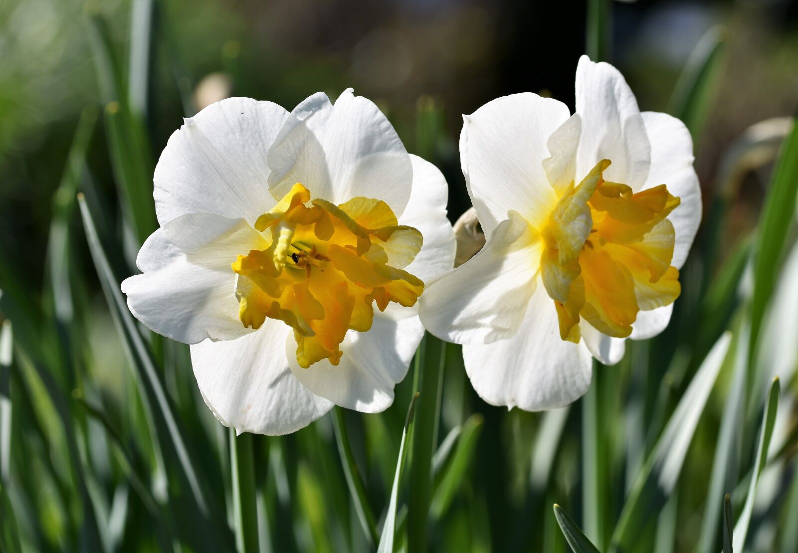 Nikon D7200 sample photo. Narcissus, blossom, bloom photography