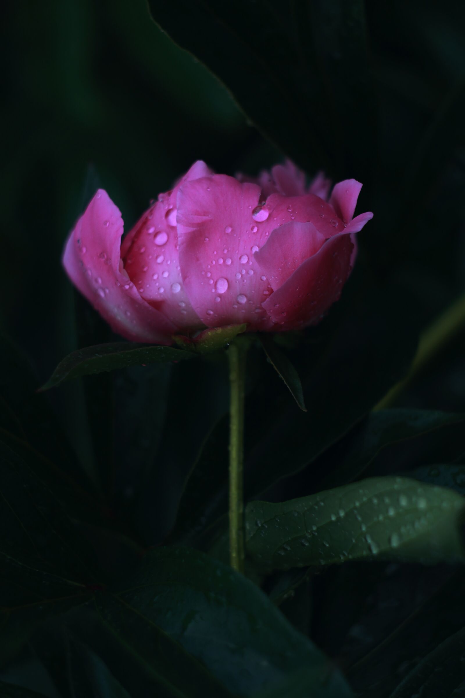 Canon EOS 1100D (EOS Rebel T3 / EOS Kiss X50) sample photo. Peony, flower, nature photography