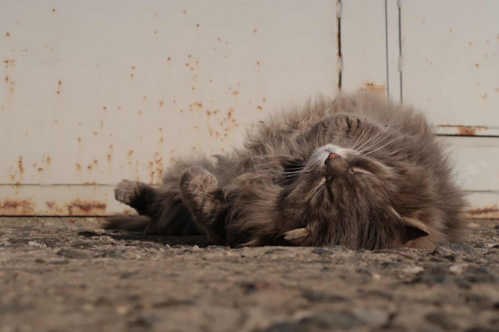 Canon PowerShot G7 X Mark II sample photo. Relax, cat, sleep photography