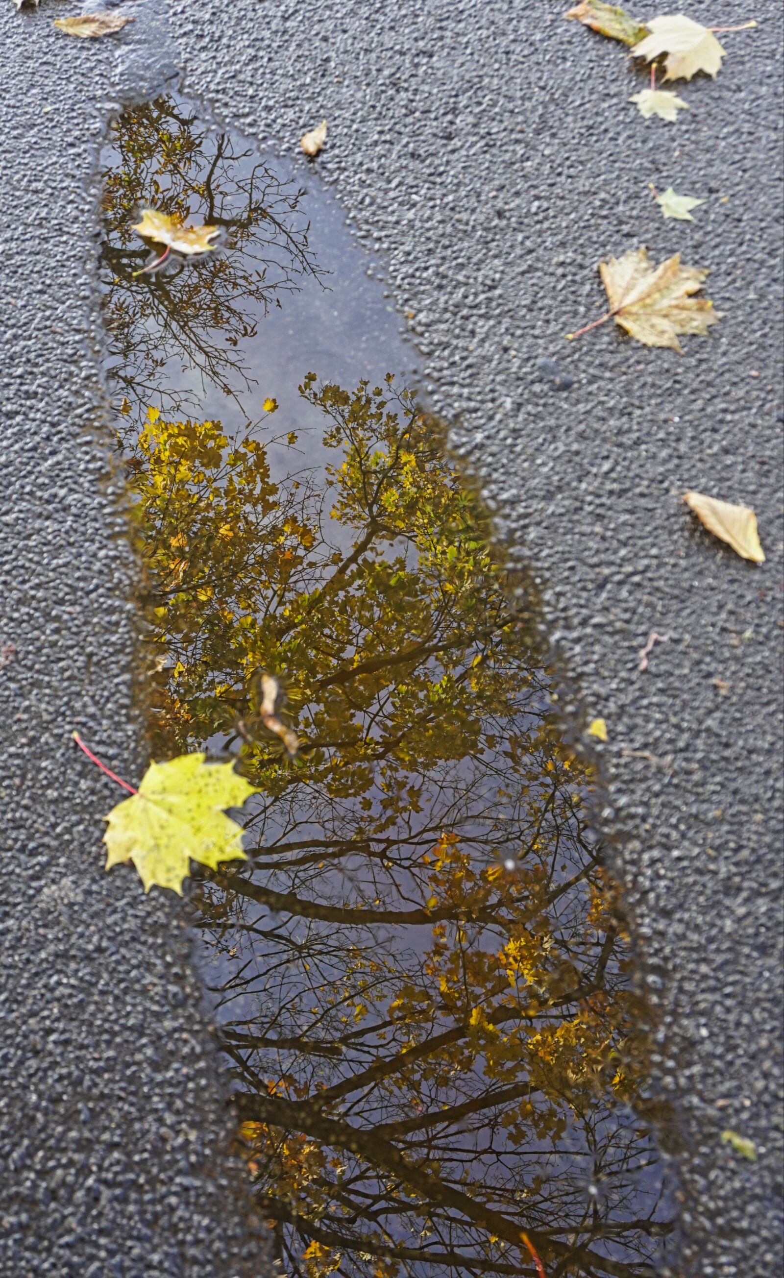 Sony a6500 sample photo. Puddle, rain, wet photography