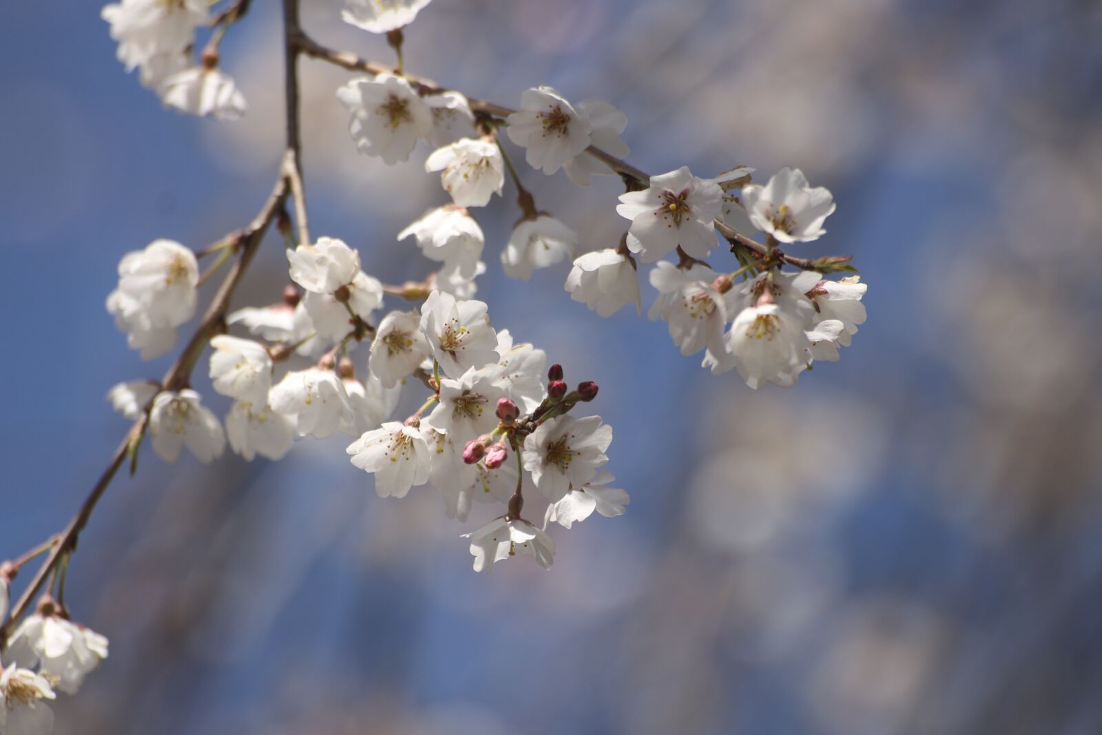 Canon EOS 70D sample photo. Japan, cherry blossoms, flowers photography