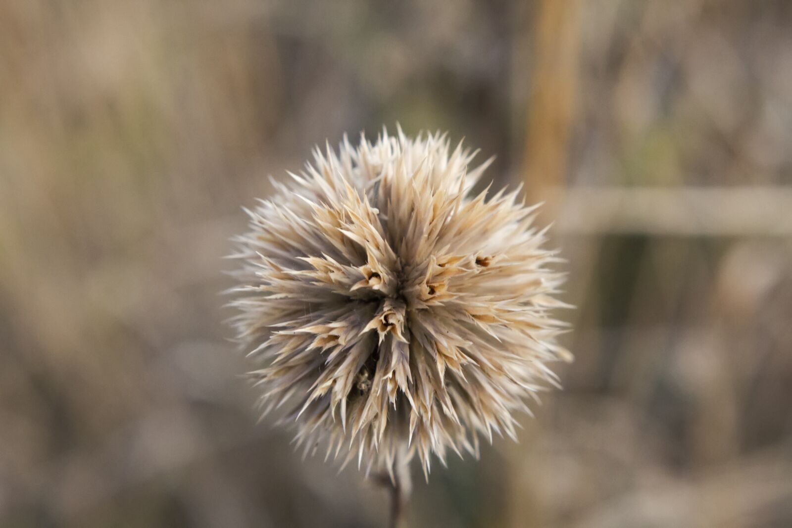 Canon EOS 550D (EOS Rebel T2i / EOS Kiss X4) sample photo. Field, landscape, nature photography