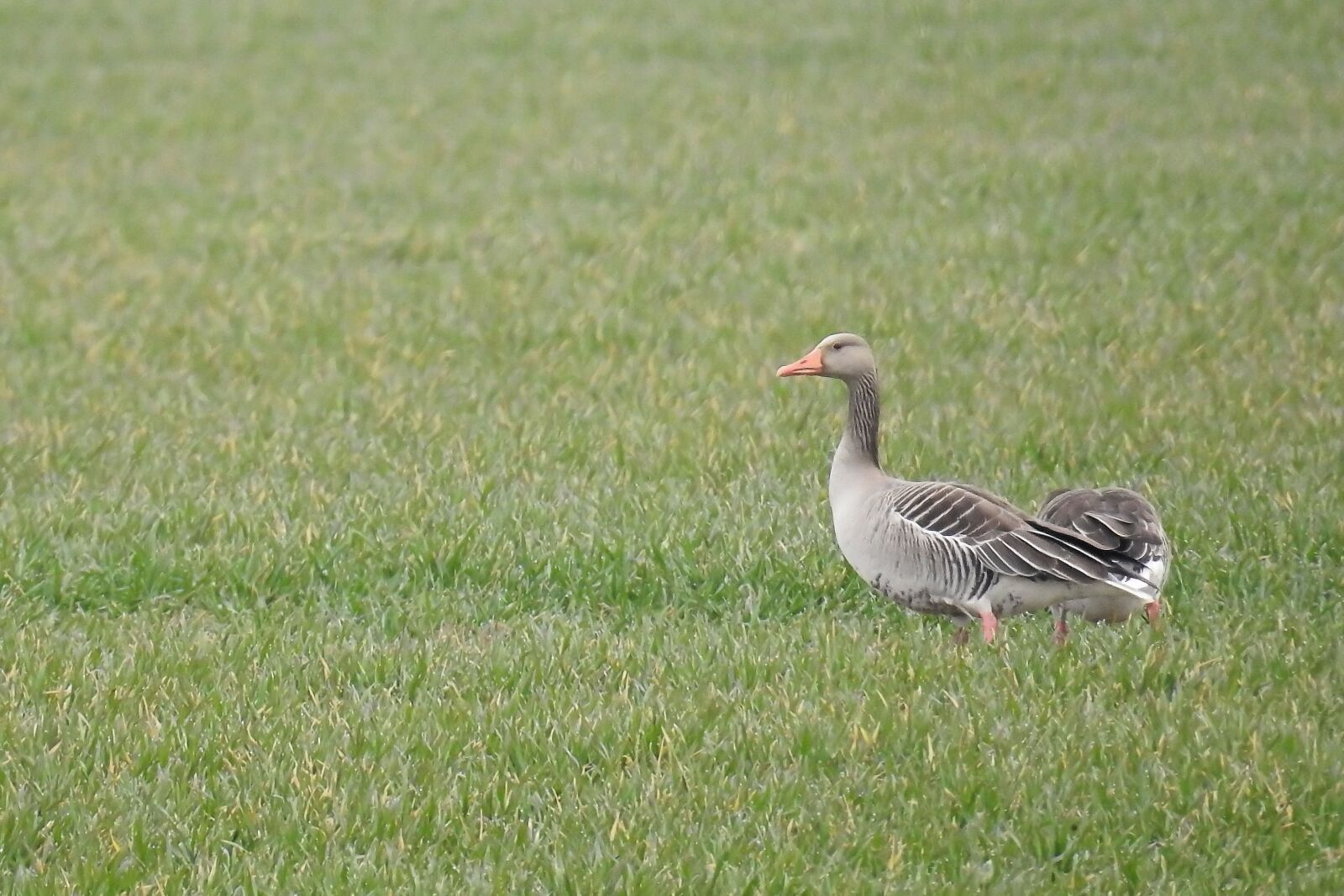 Nikon Coolpix P900 sample photo. Greylag goose, goose, water photography