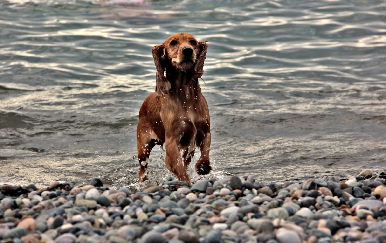 Canon EOS 600D (Rebel EOS T3i / EOS Kiss X5) sample photo. Dog, batumi, georgia photography