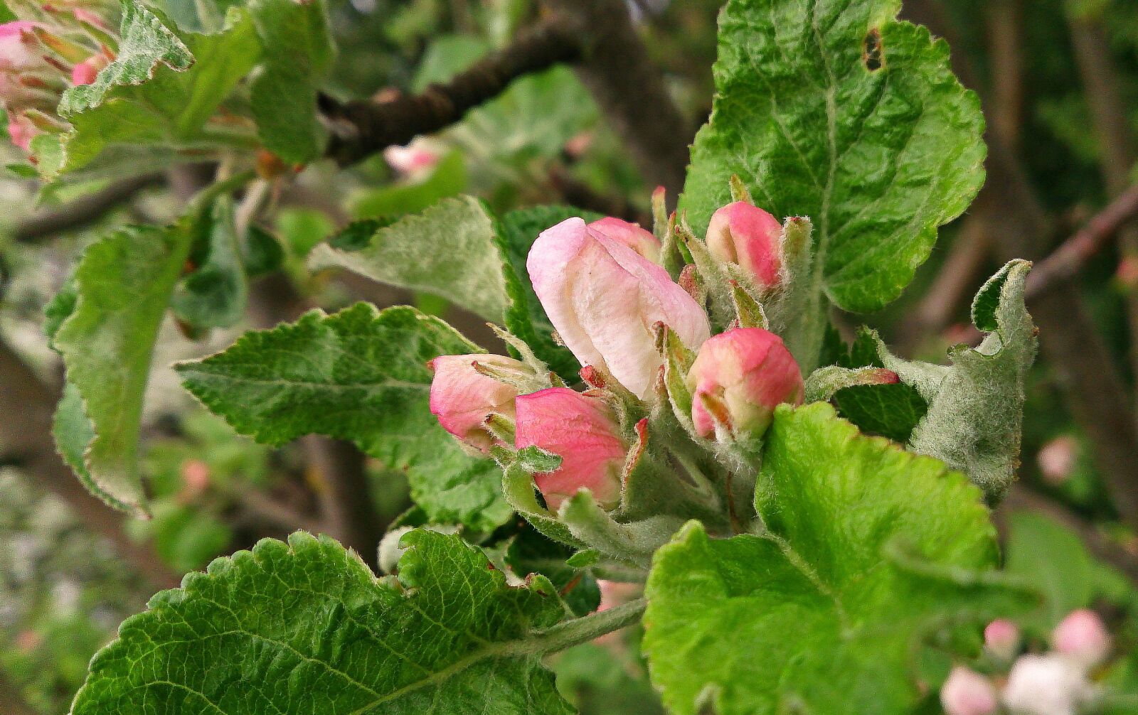 Sony Xperia Z sample photo. Apple-blossom, flower, apple flower photography