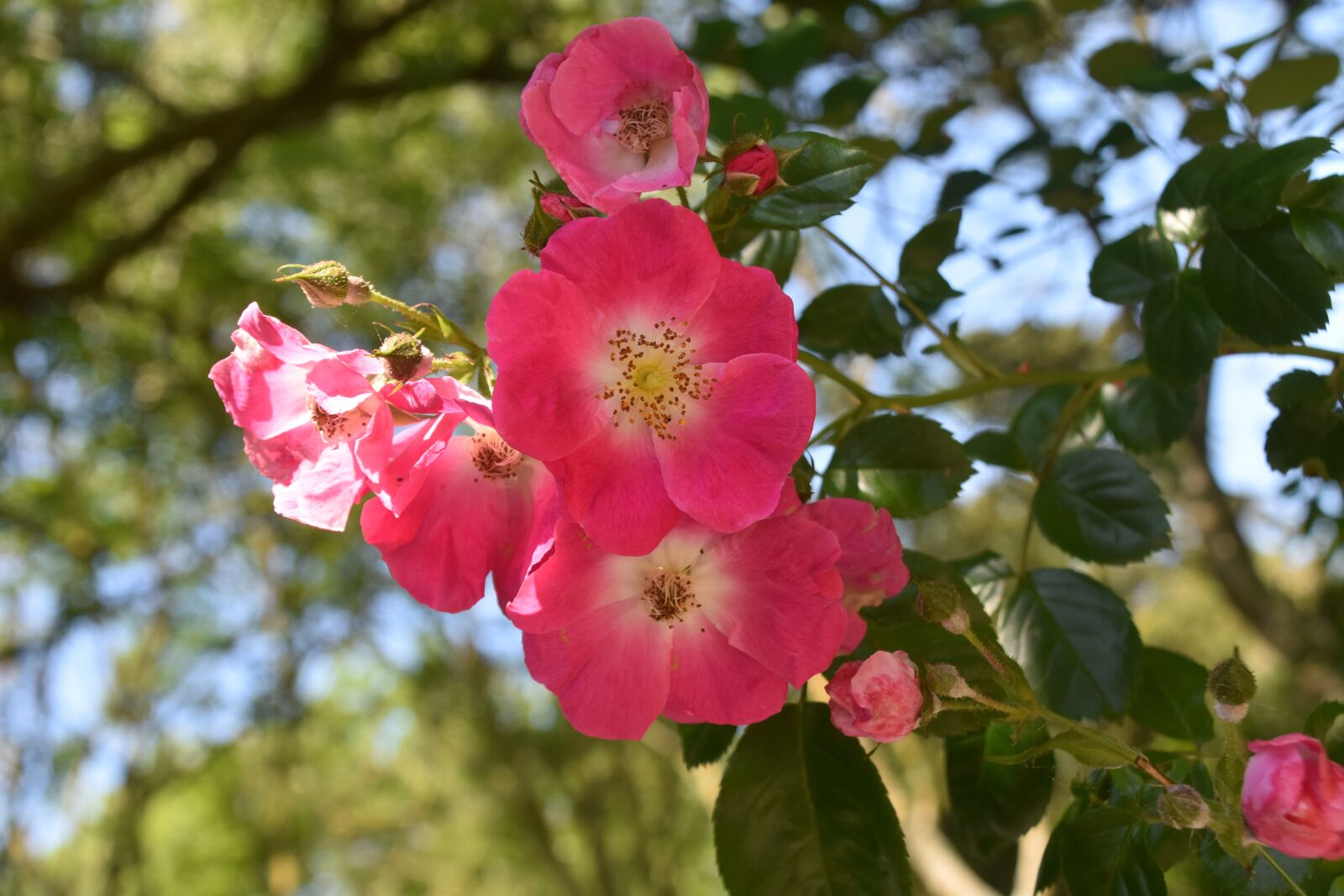 Nikon D5600 sample photo. Flower, roses, flowers pink photography